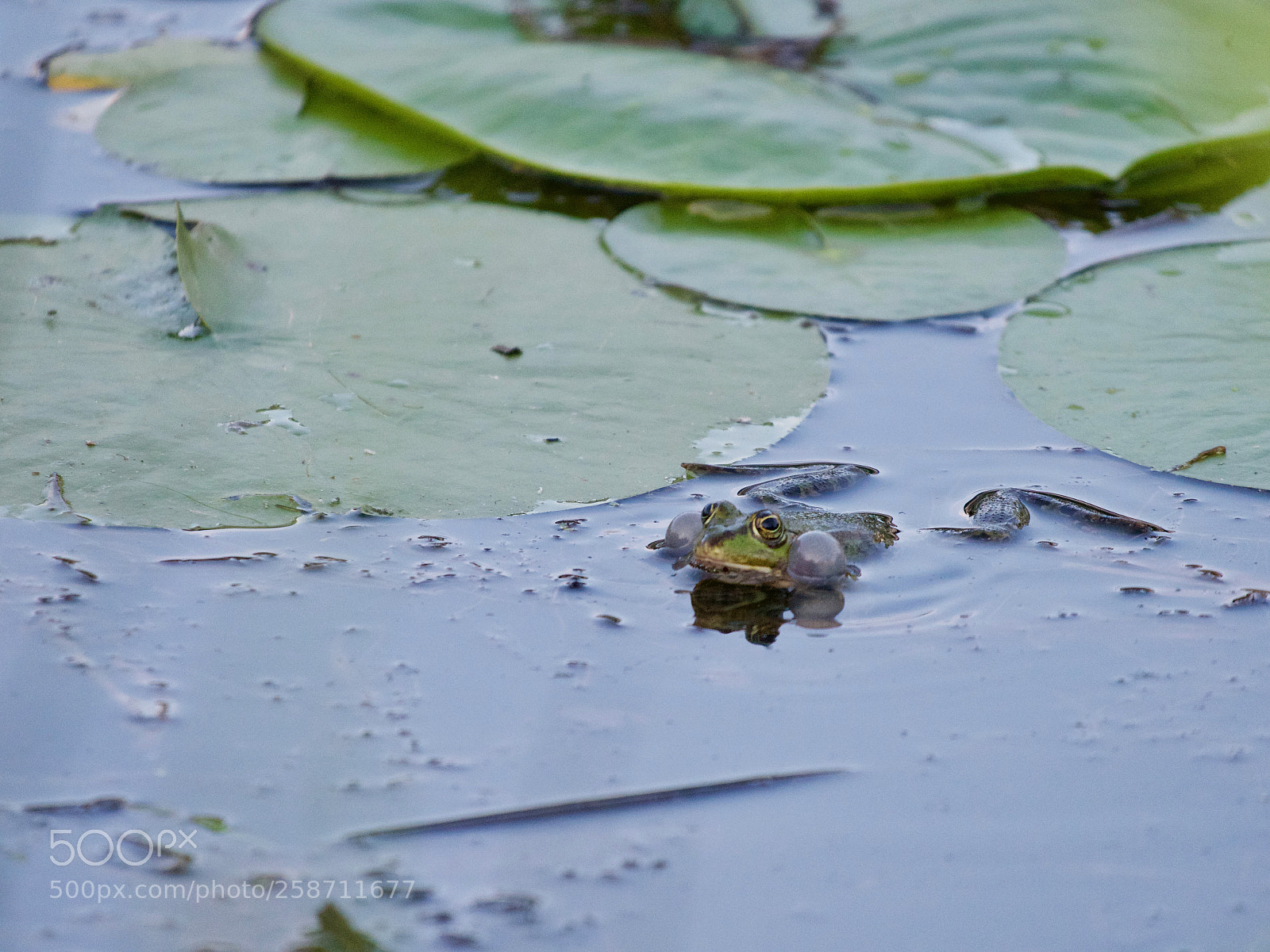 Panasonic Lumix DC-GH5 sample photo. Grenouille photography