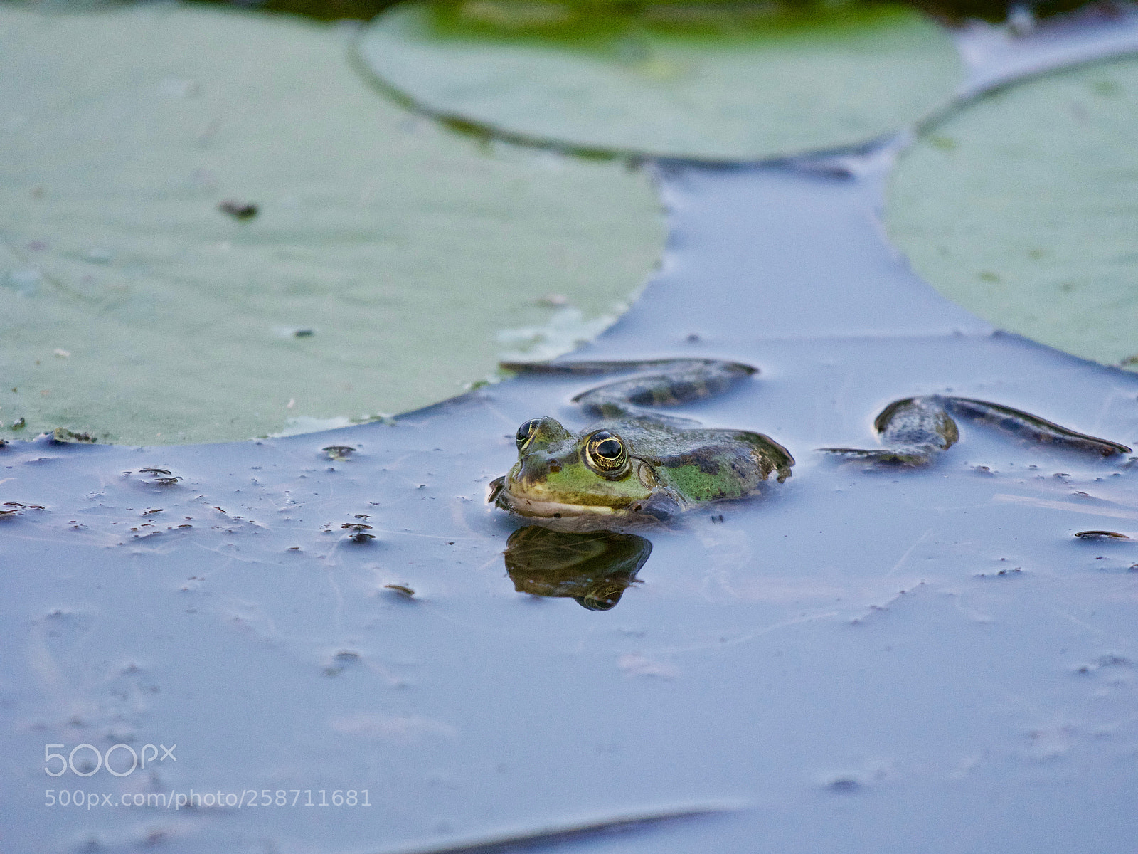 Panasonic Lumix DC-GH5 sample photo. Grenouille photography
