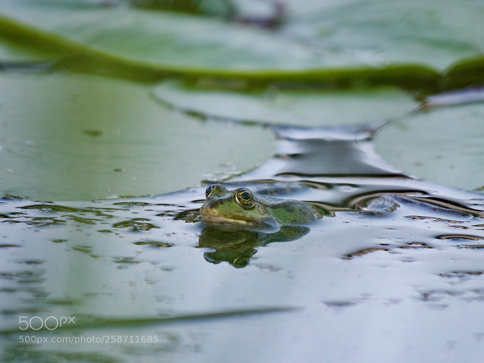 Panasonic Lumix DC-GH5 sample photo. Grenouille photography
