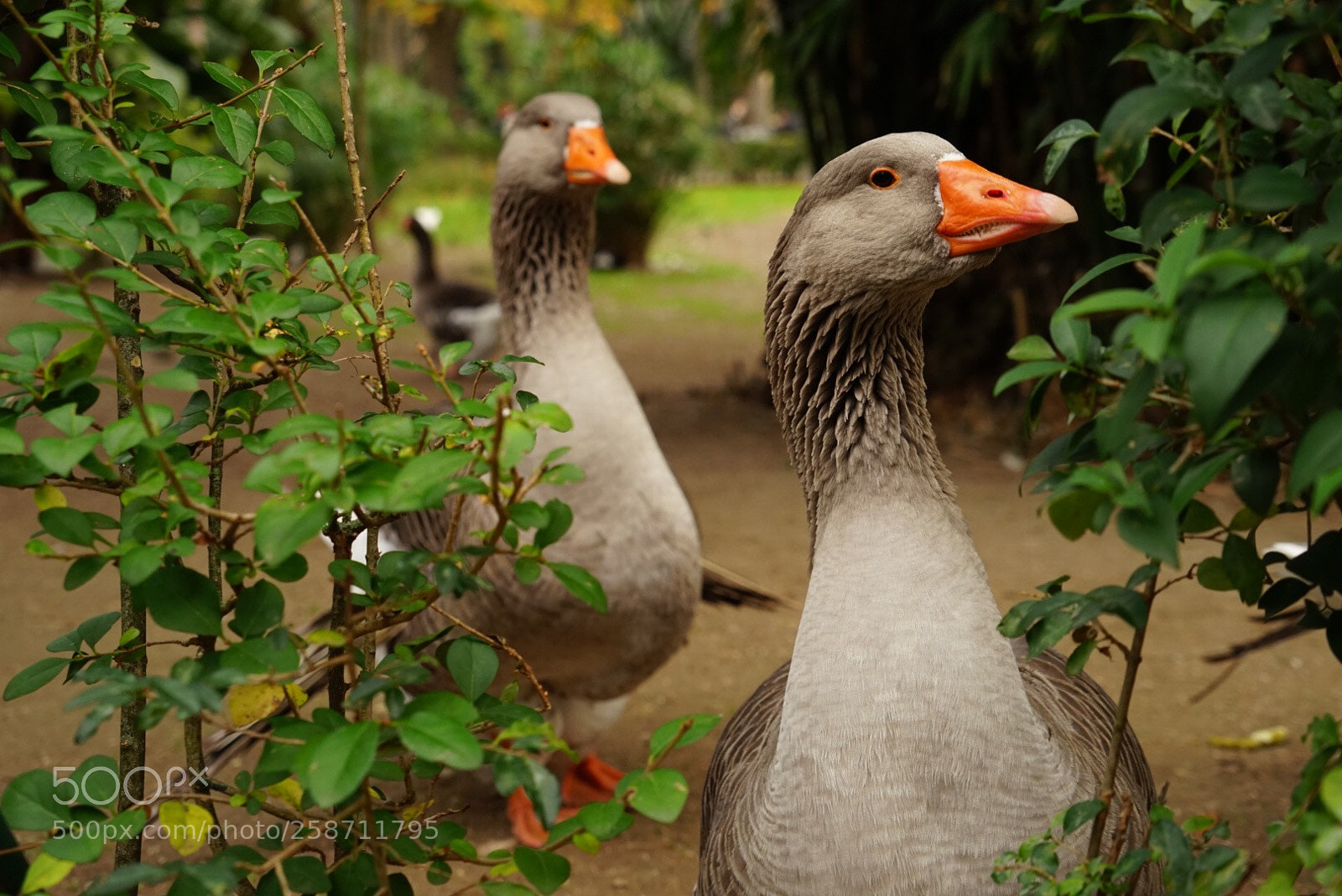 Sony a7R sample photo. Untitled photography