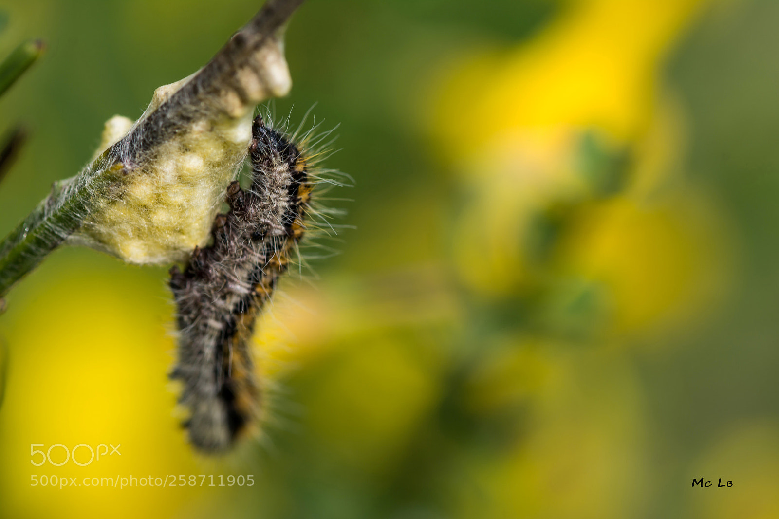 Nikon D7100 sample photo. Caterpillar with his spawn photography