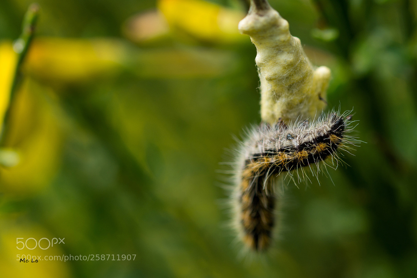 Nikon D7100 sample photo. Caterpillar with his spawn photography