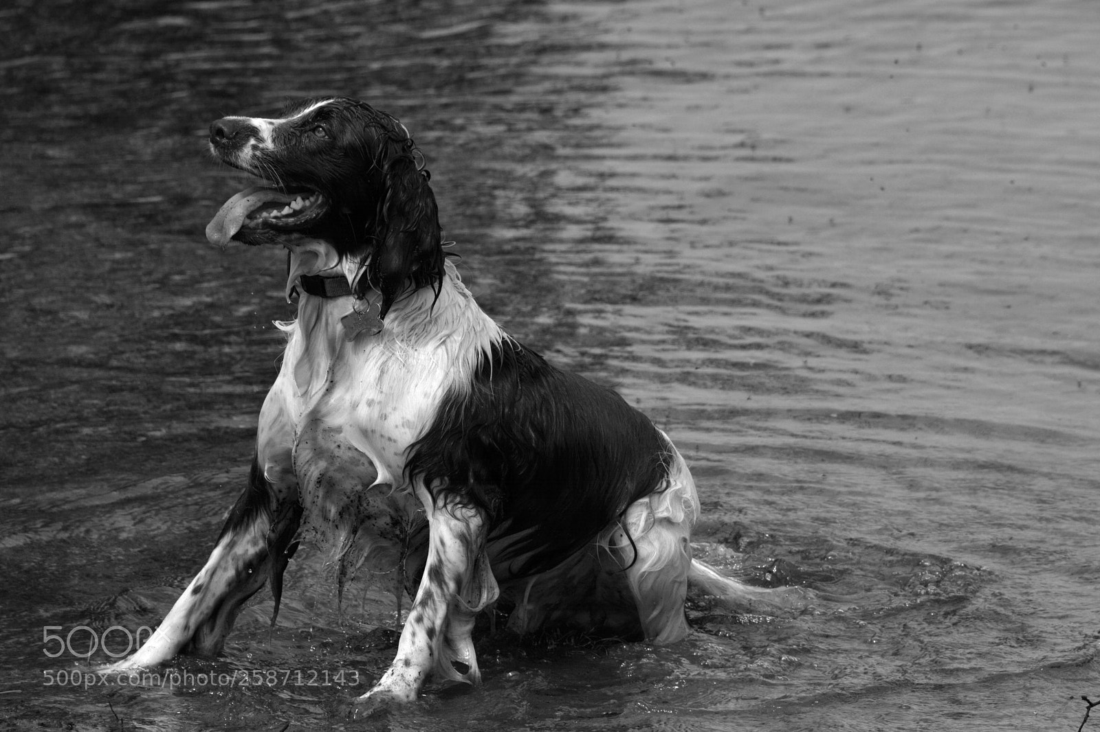 Nikon D7100 sample photo. Spaniel in water photography