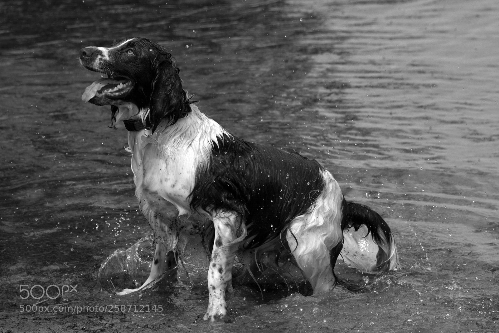 Nikon D7100 sample photo. Spaniel in water photography