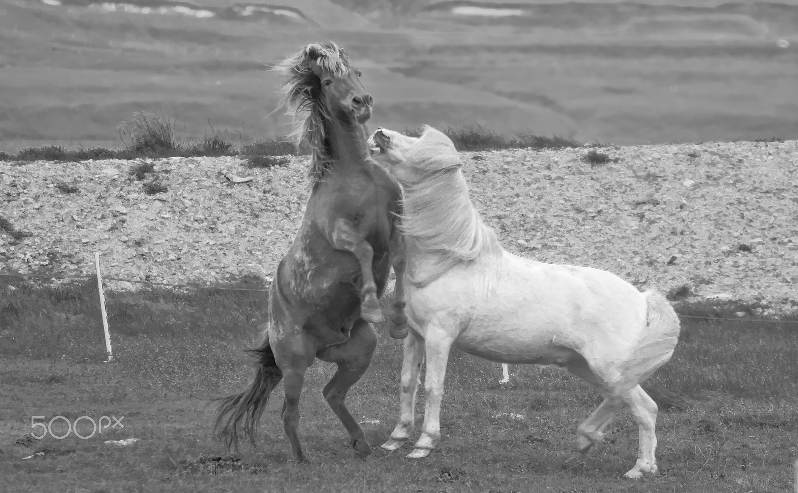 Canon EOS 550D (EOS Rebel T2i / EOS Kiss X4) + Tamron SP 35mm F1.8 Di VC USD sample photo. Horse fight photography