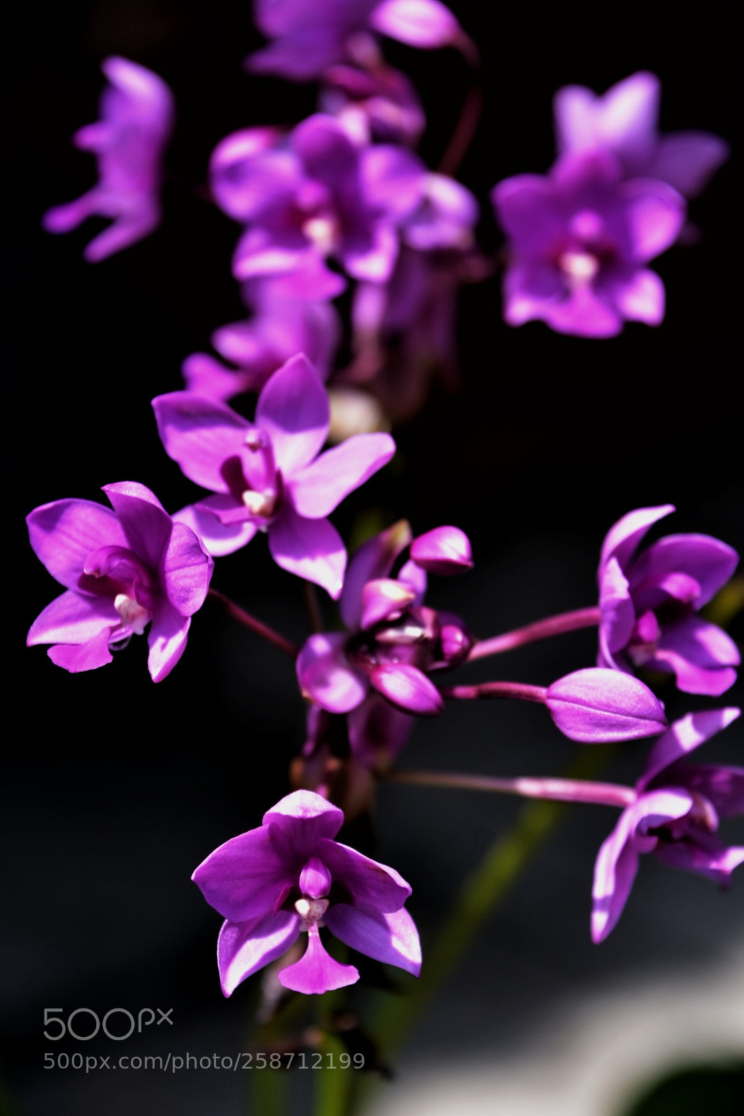 Nikon D7200 sample photo. Deep purple flower photography