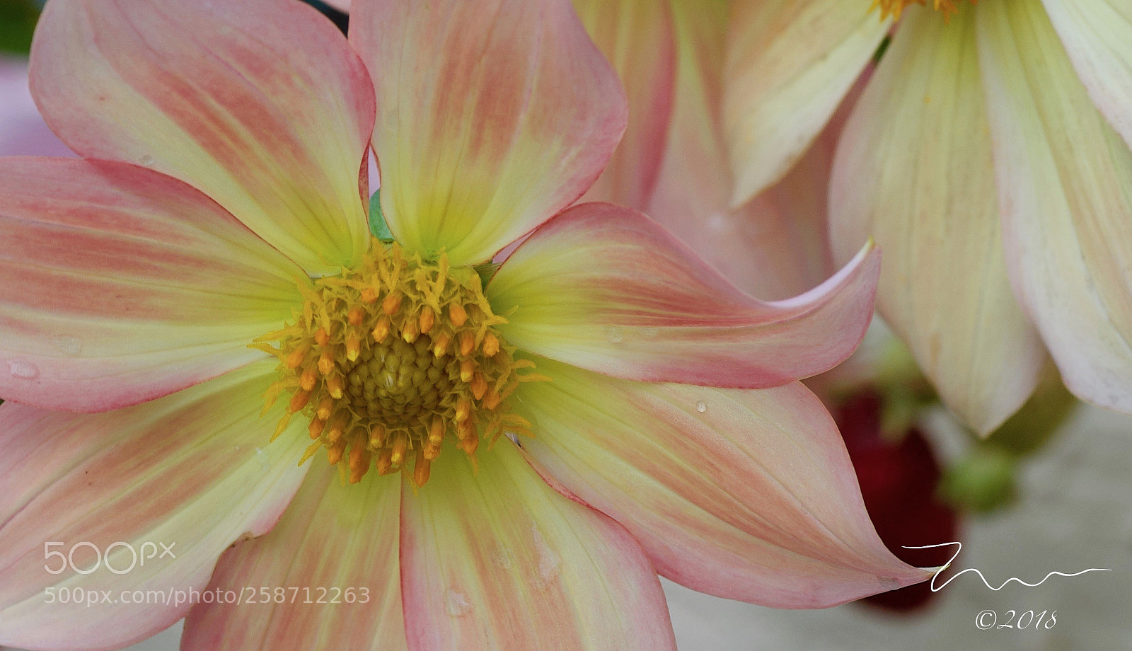Nikon D750 sample photo. Springtime photography