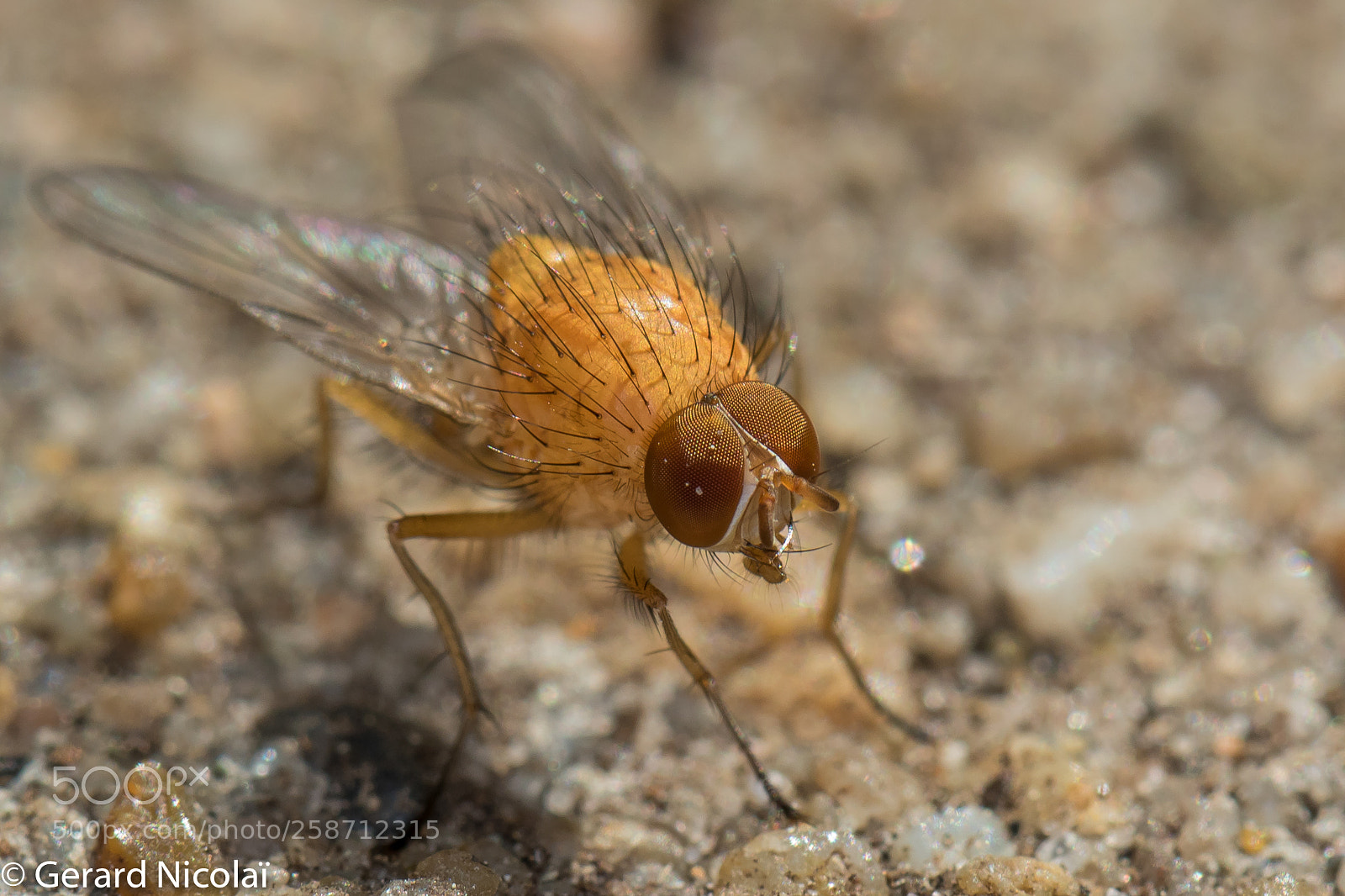 Canon EOS 7D Mark II sample photo. A (yellow)fly photography