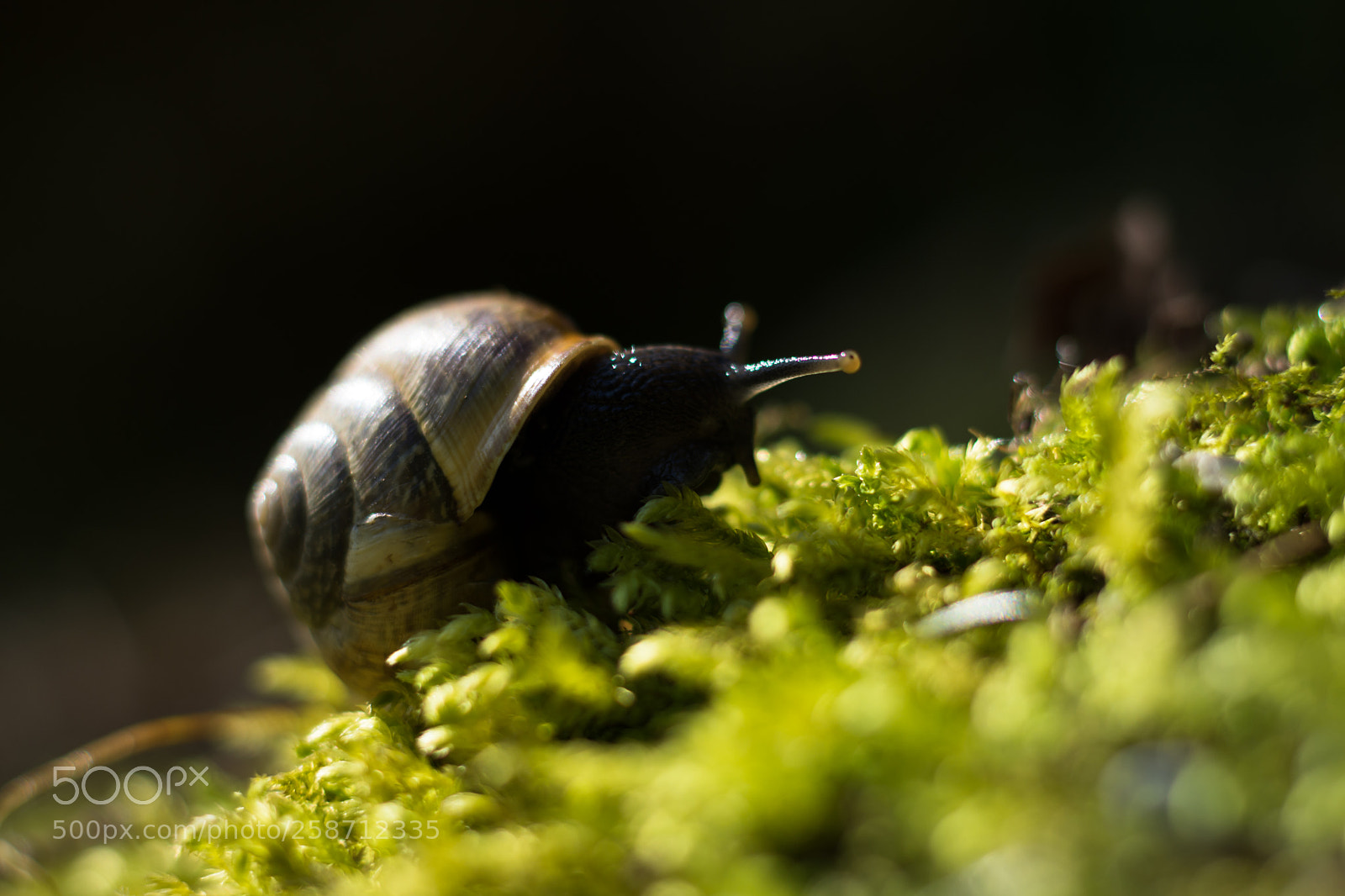 Nikon D7200 sample photo. Snail expedition photography