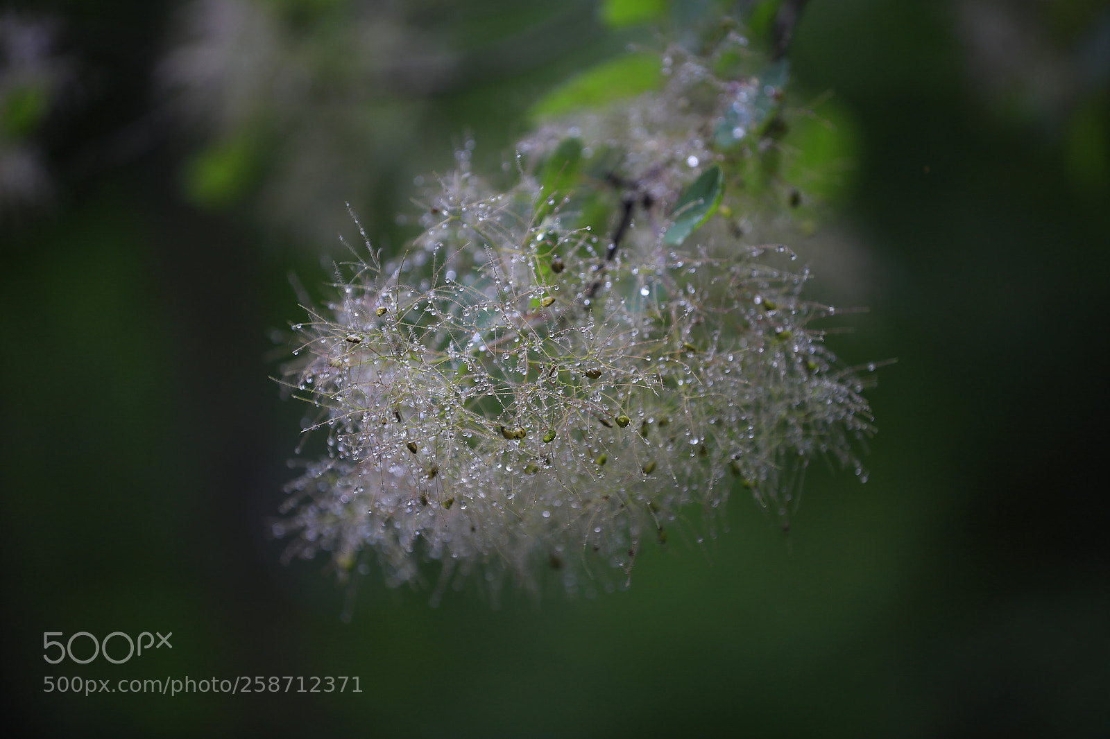 Canon EOS 6D sample photo. Plant after rain photography