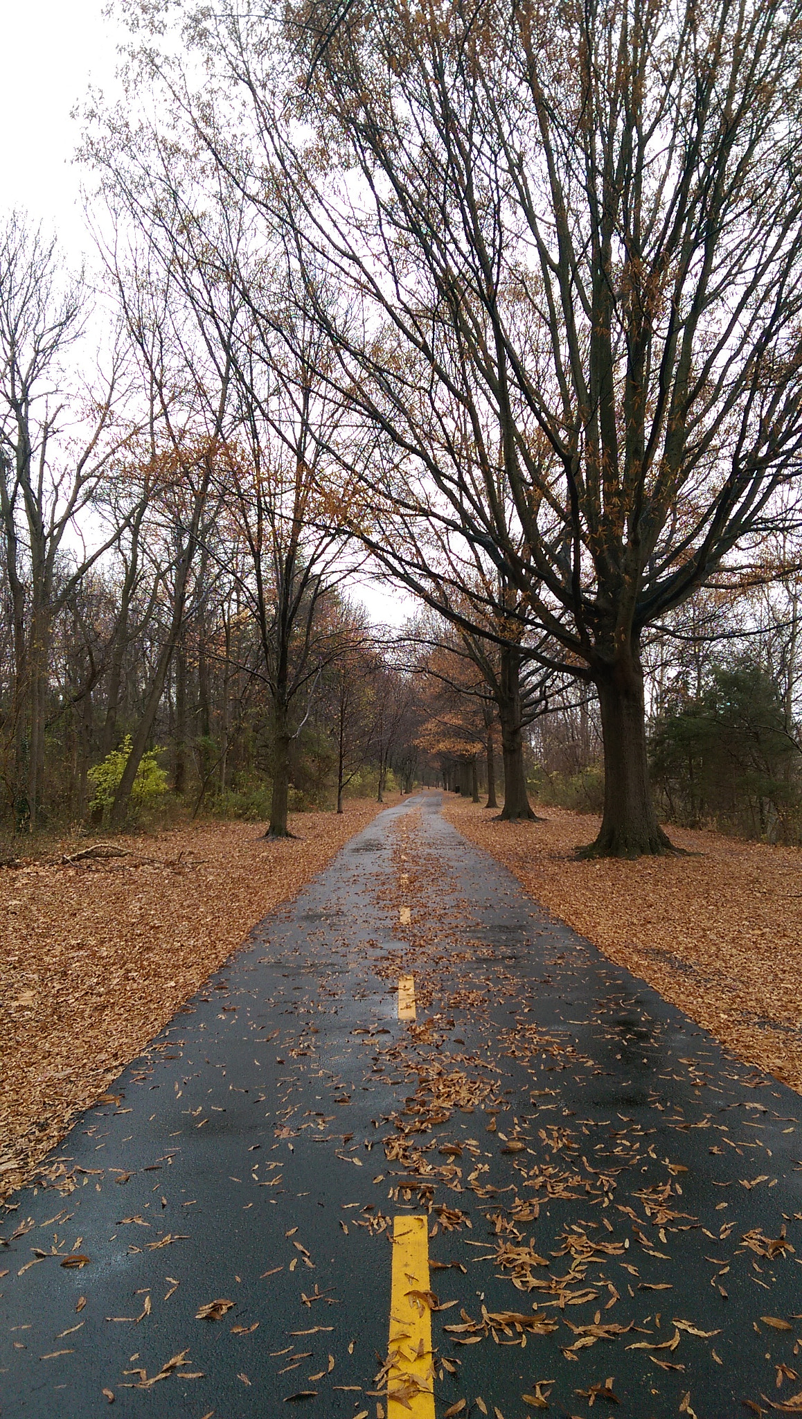 HTC ONE M8 sample photo. Fall park photography