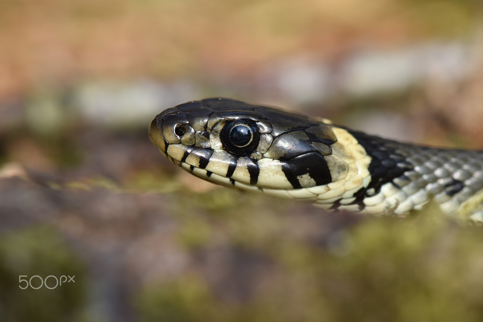 Nikon D5500 + Nikon AF-S Micro-Nikkor 105mm F2.8G IF-ED VR sample photo. Snake photography