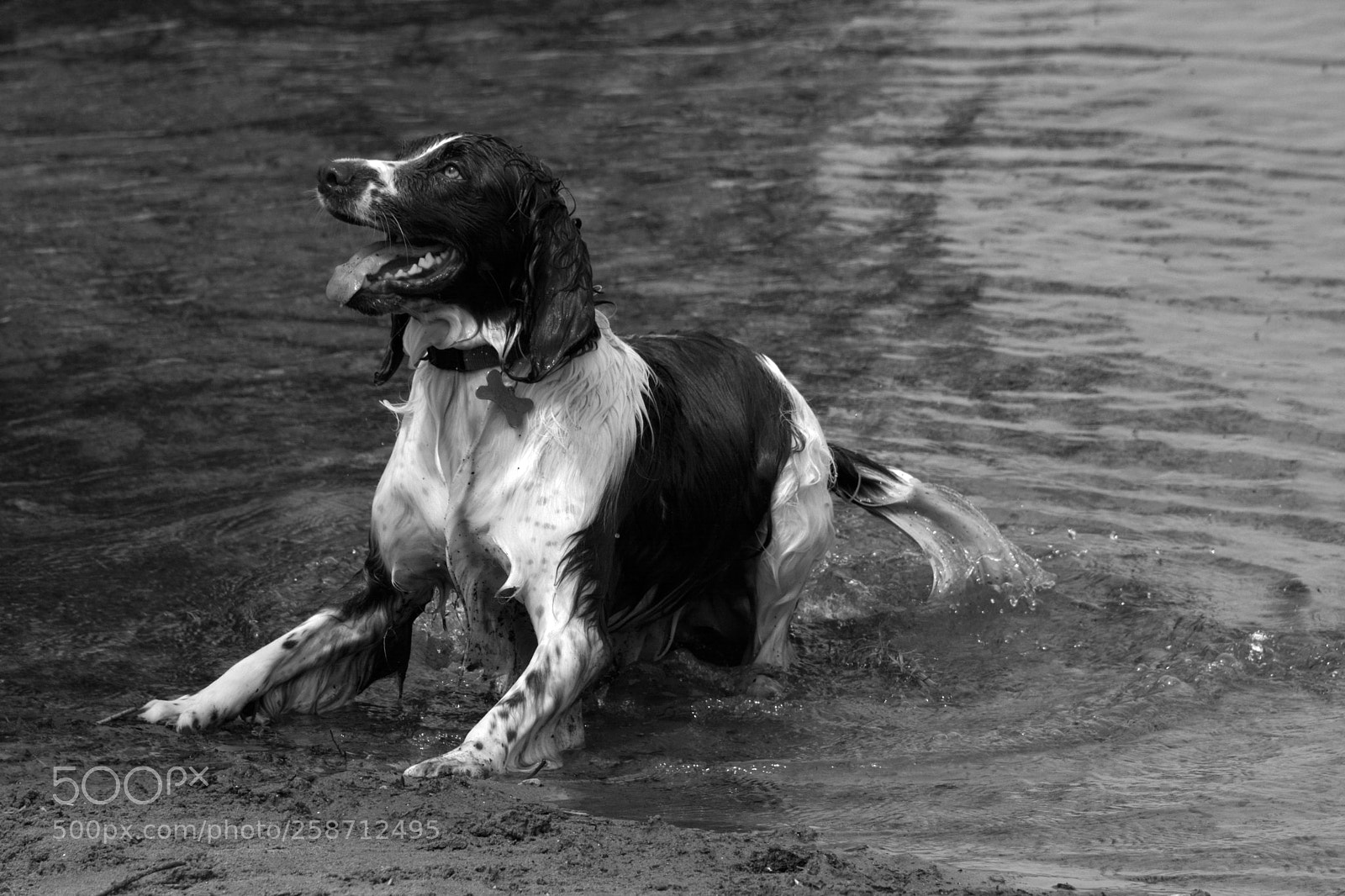 Nikon D7100 sample photo. Spaniel in water photography
