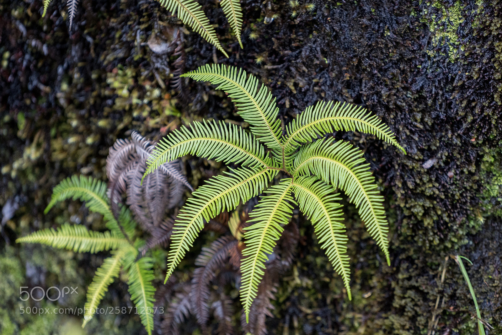 Sony a7R II sample photo. Puerto eden photography