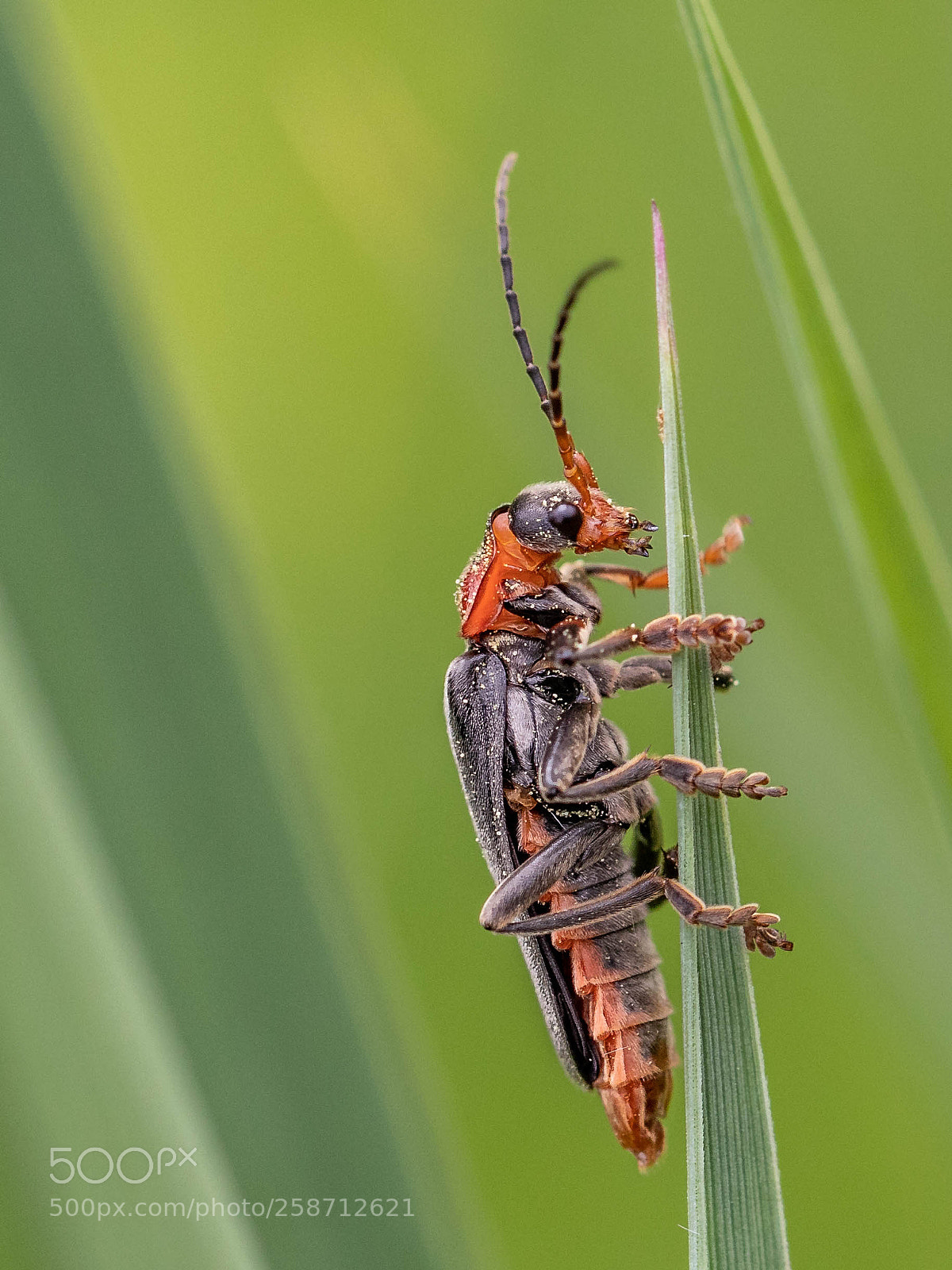 Canon EOS 80D sample photo. Beatle - gemeiner weichk photography