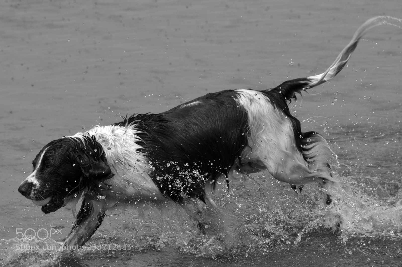 Nikon D7100 sample photo. Spaniel in water photography
