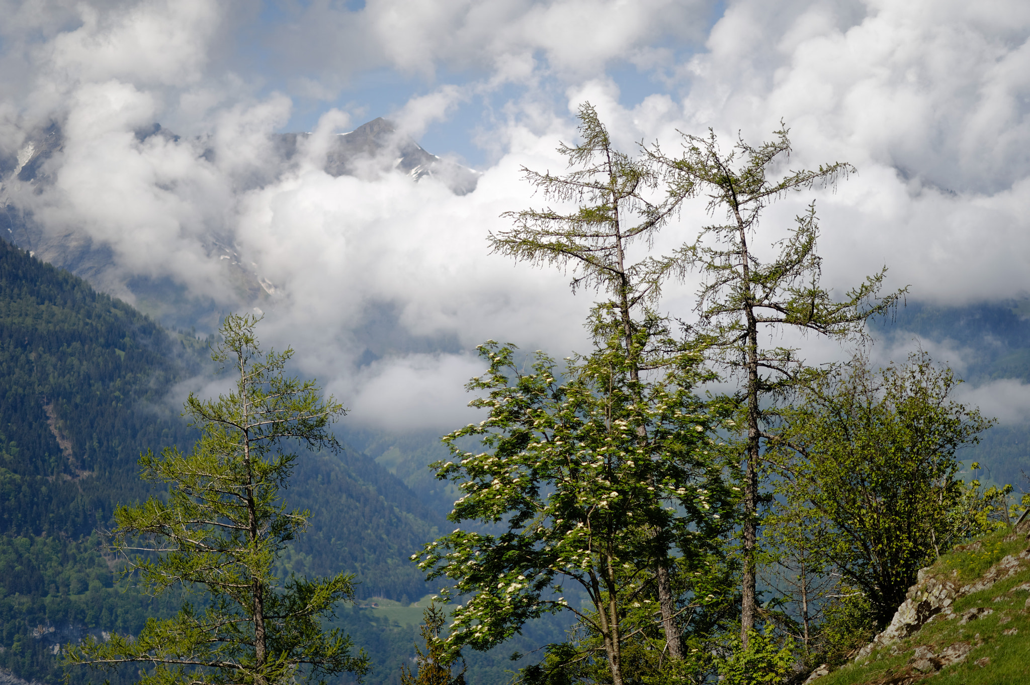 Nikon AF-S Nikkor 85mm F1.4G sample photo. Trees and clouds photography