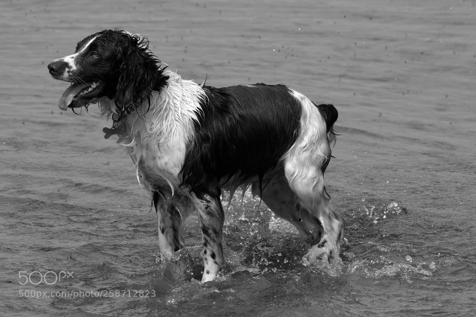 Nikon D7100 sample photo. Spaniel in water photography