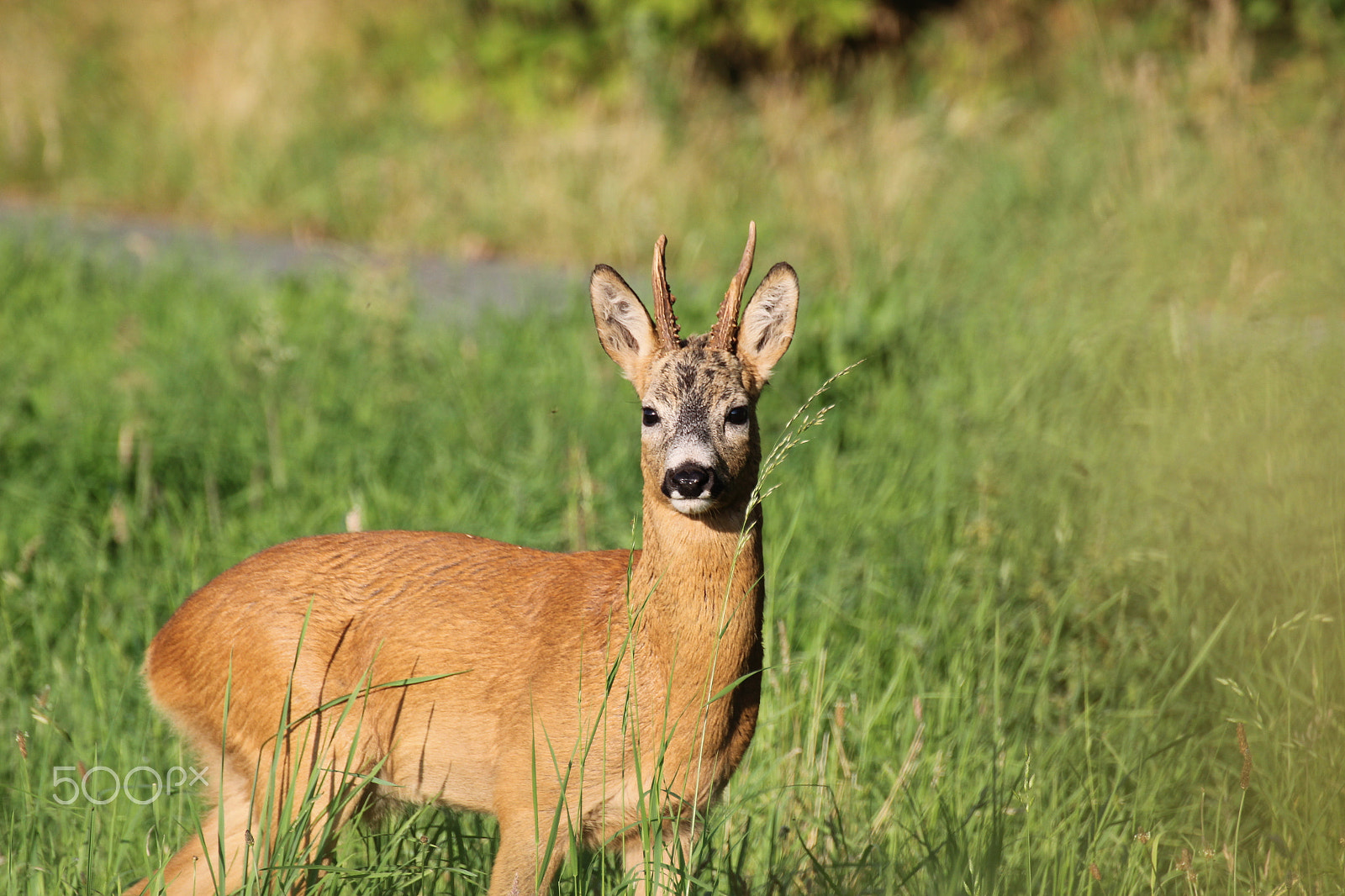 Tamron SP 70-300mm F4-5.6 Di VC USD sample photo. Roe deer denmark photography