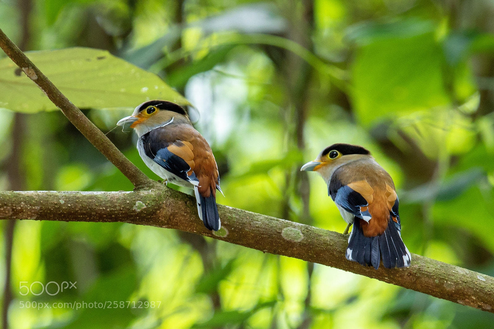 Canon EOS 7D Mark II sample photo. Silver-breasted broadbill@thailand. photography