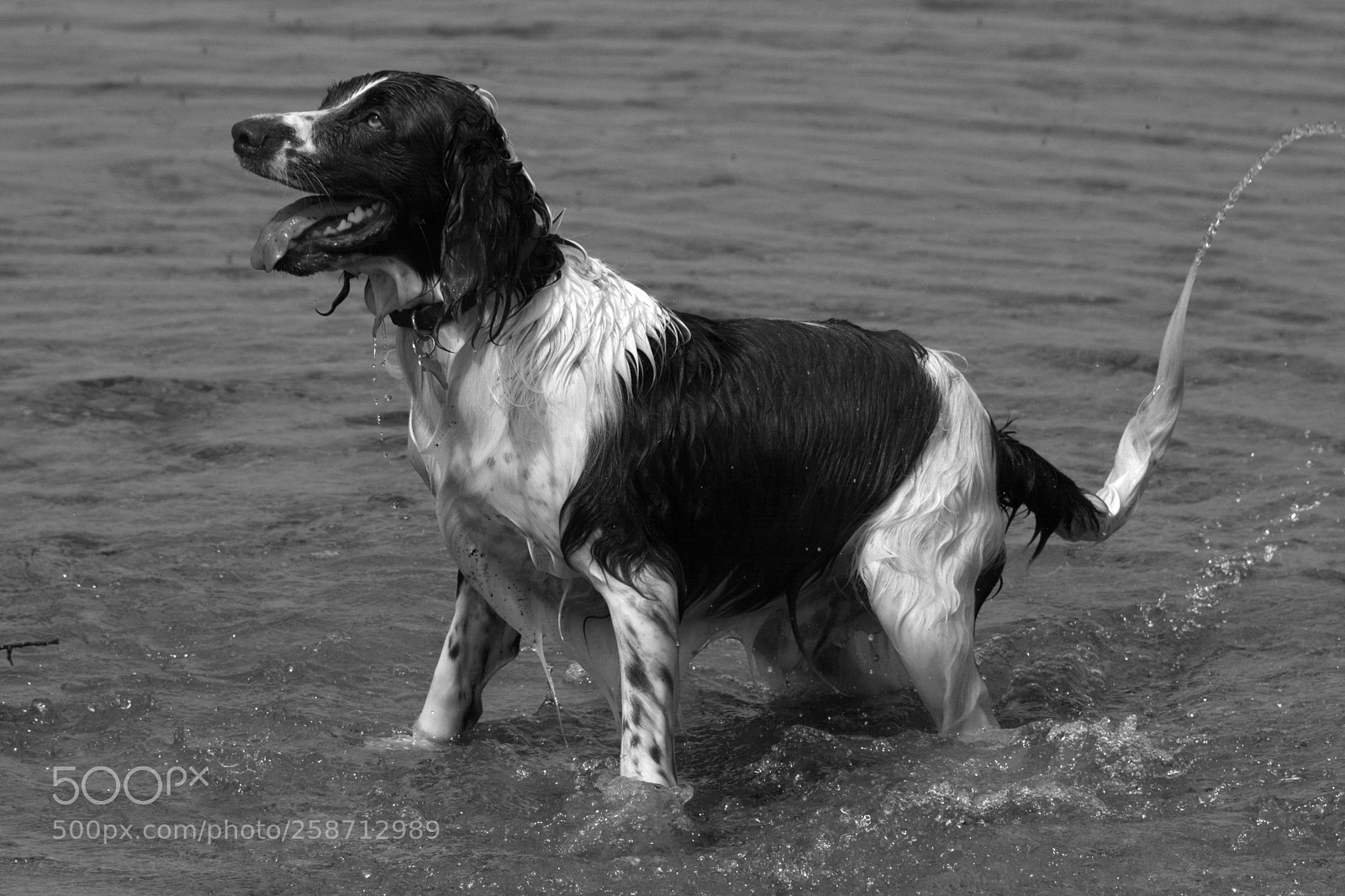 Nikon D7100 sample photo. Spaniel in water photography