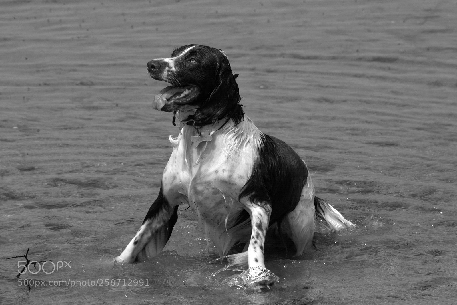 Nikon D7100 sample photo. Spaniel in water photography