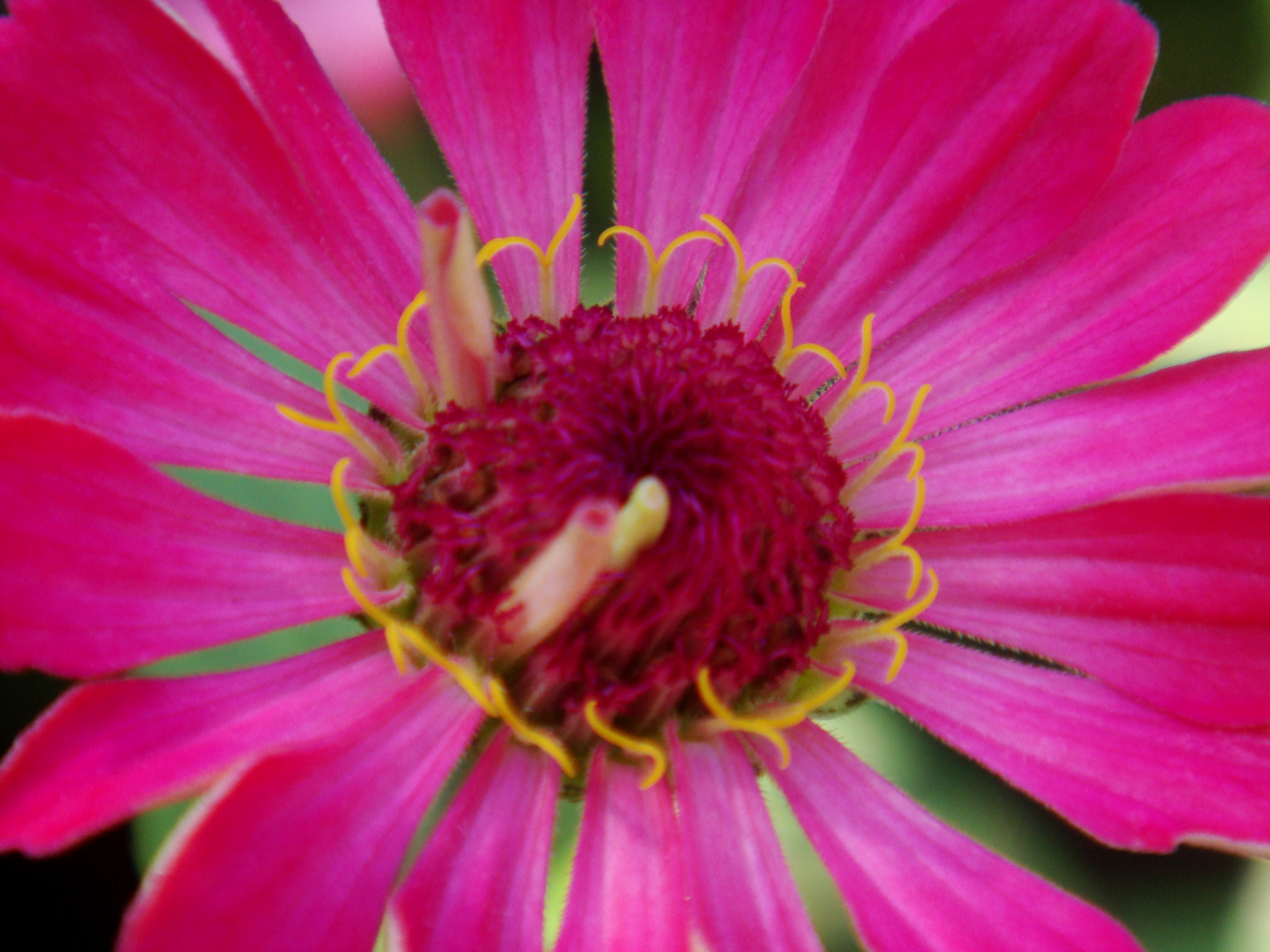 Sony DSC-T70 sample photo. Pink blossom photography