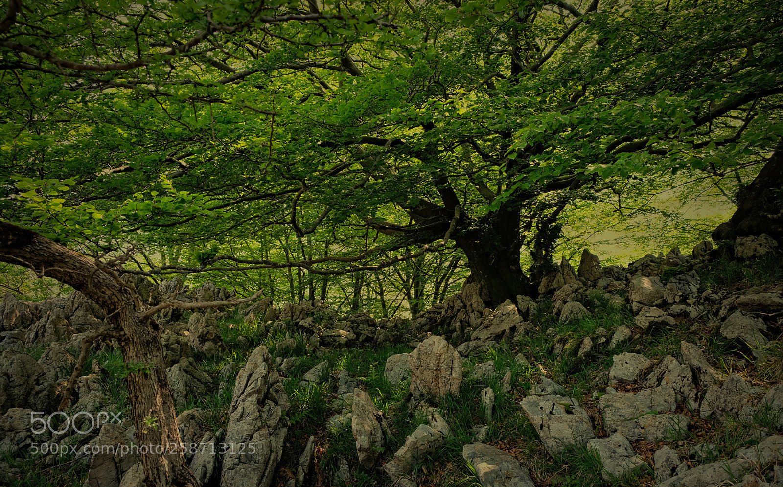 Fujifilm X-T10 sample photo. Techo de hojas roof photography