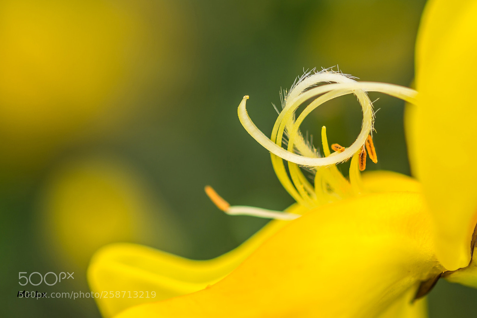Nikon D7100 sample photo. Genista - gnenêt photography