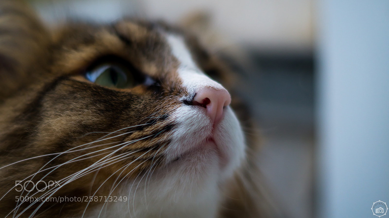 Sony SLT-A58 sample photo. Cat photography