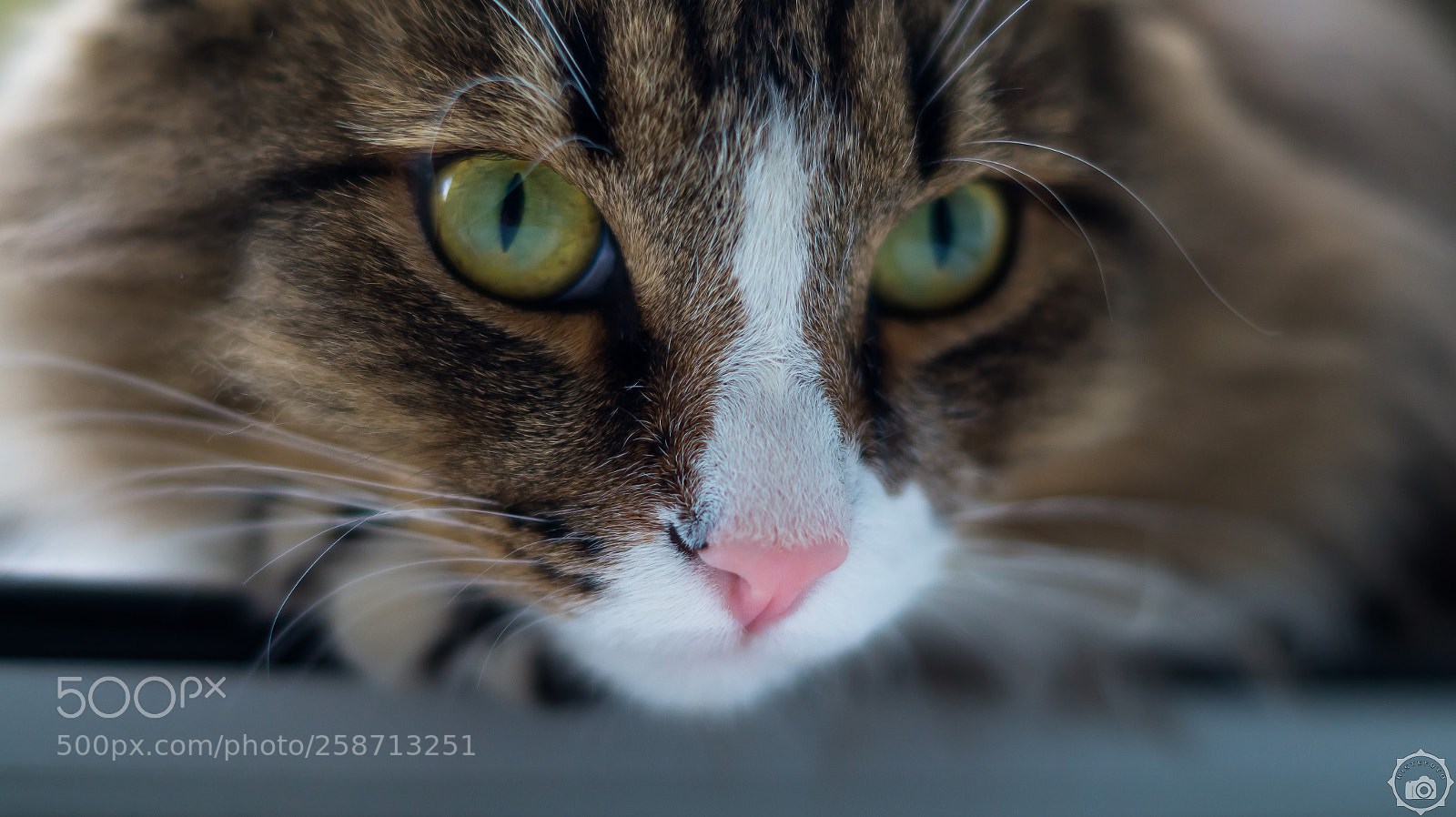 Sony SLT-A58 sample photo. Cat photography