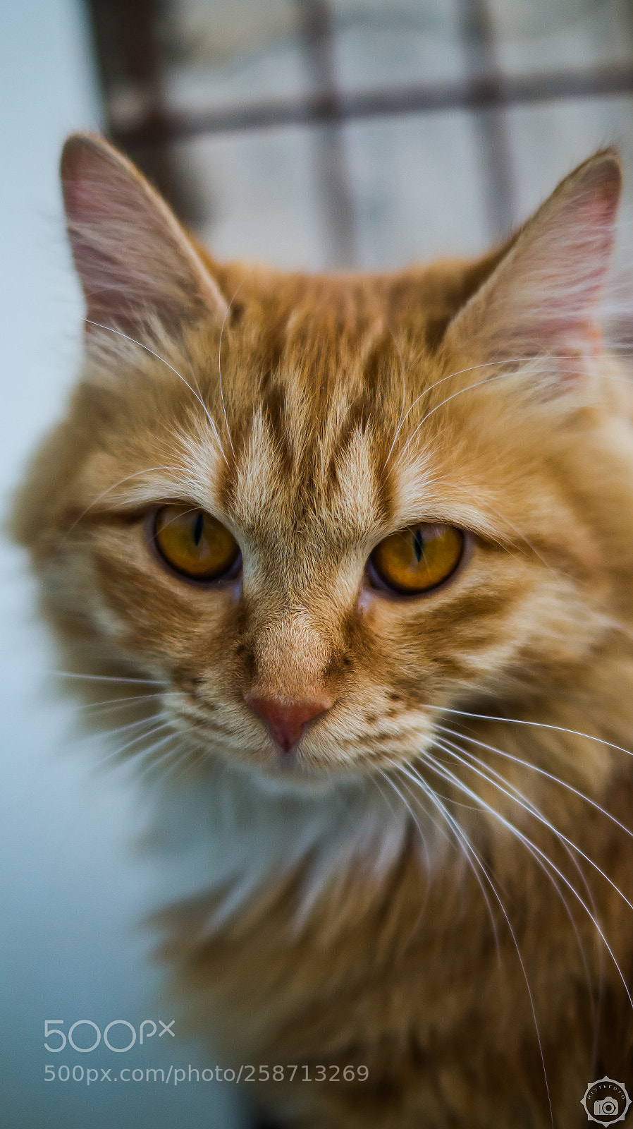 Sony SLT-A58 sample photo. Cat photography
