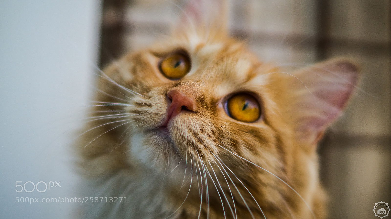 Sony SLT-A58 sample photo. Cat photography