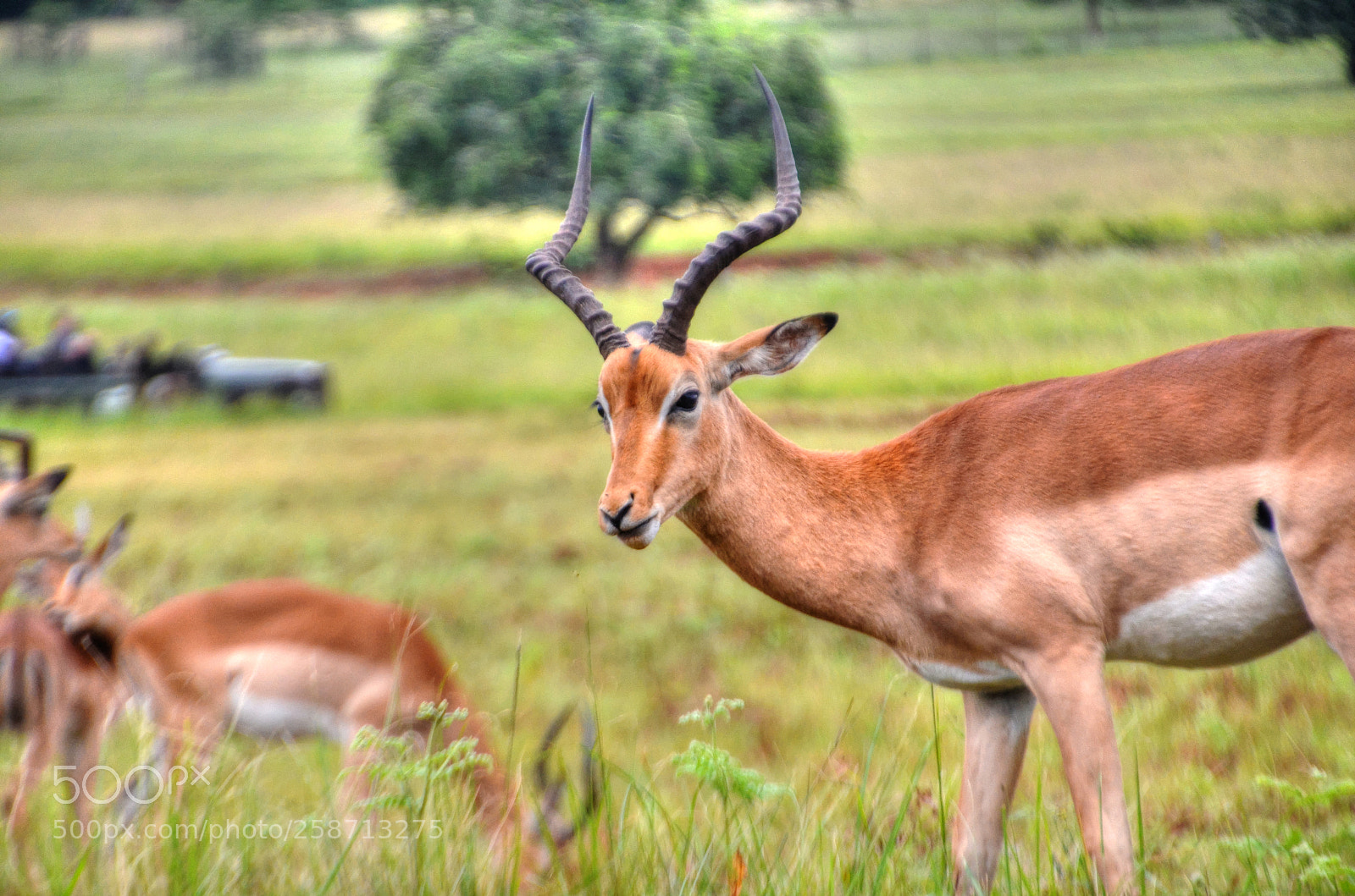 Nikon D7000 sample photo. Impala in swaziland photography