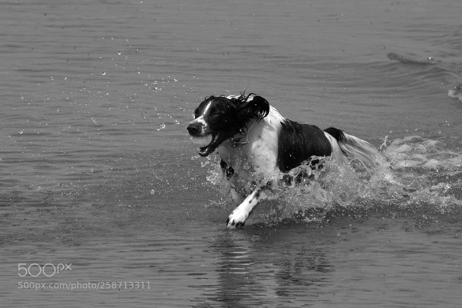 Nikon D7100 sample photo. Spaniel in water photography