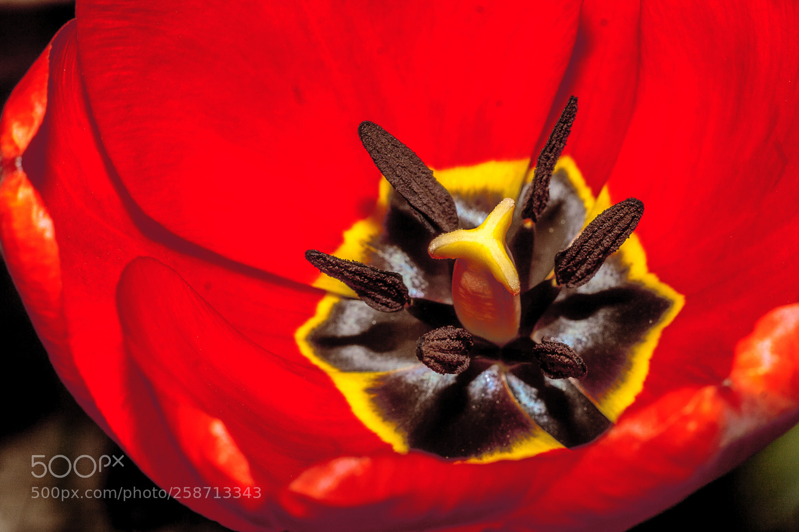 Canon EOS 20D sample photo. Red tulip photography