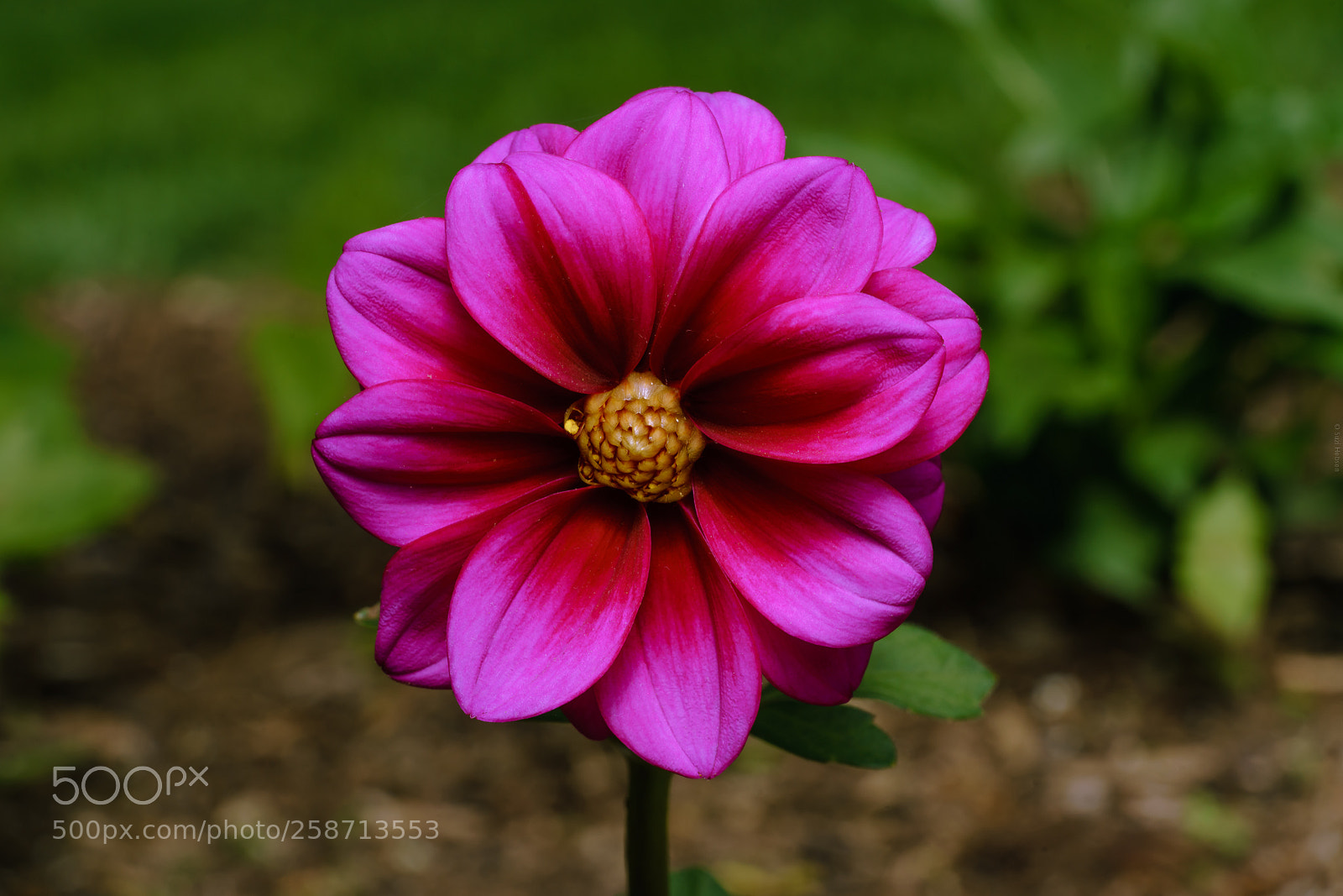 Sony a7R II sample photo. Dahlia ever so pink photography