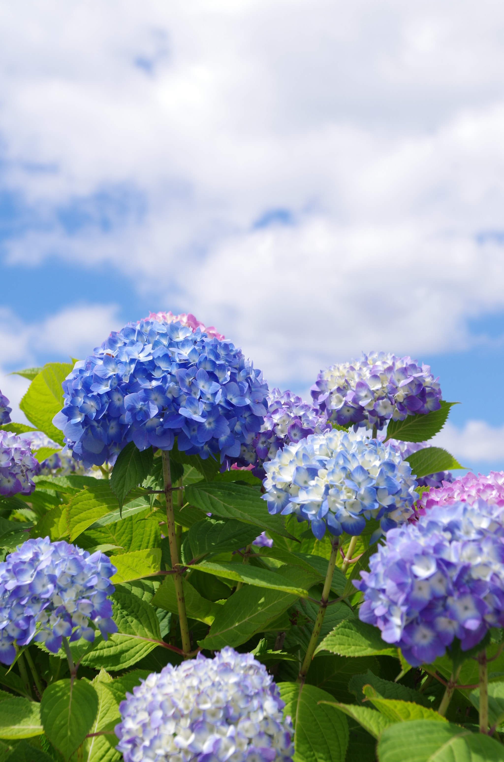 Pentax K-30 sample photo. Hydrangea photography