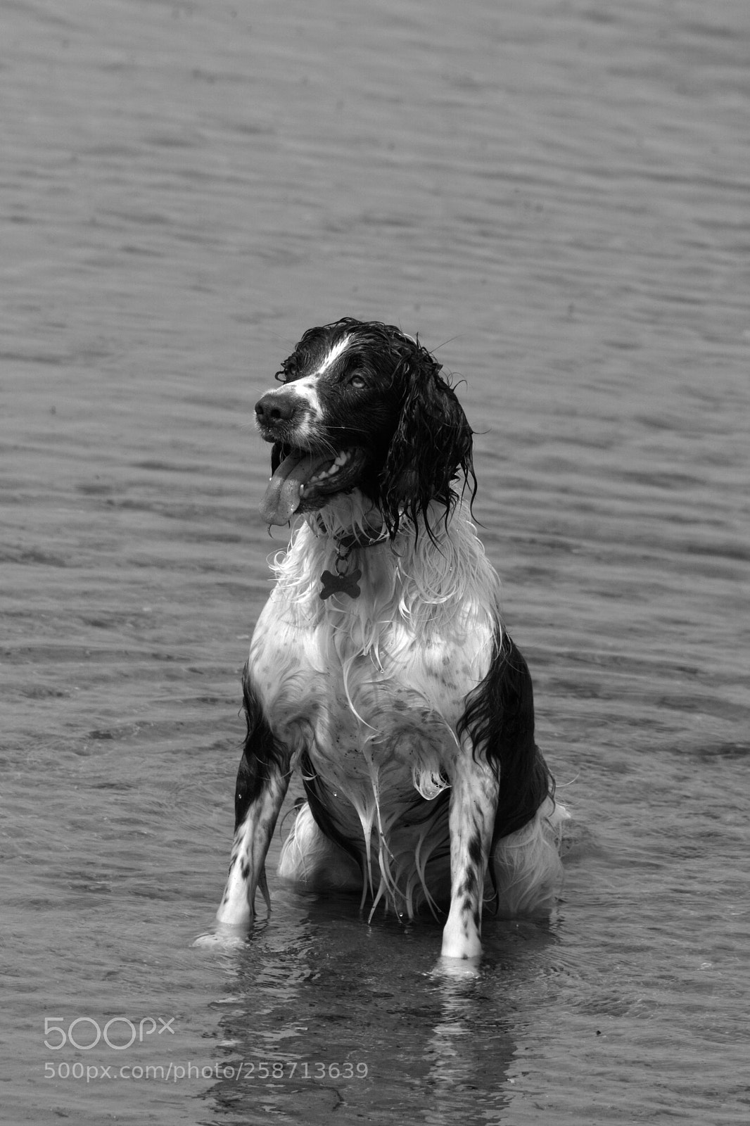 Nikon D7100 sample photo. Spaniel in water photography