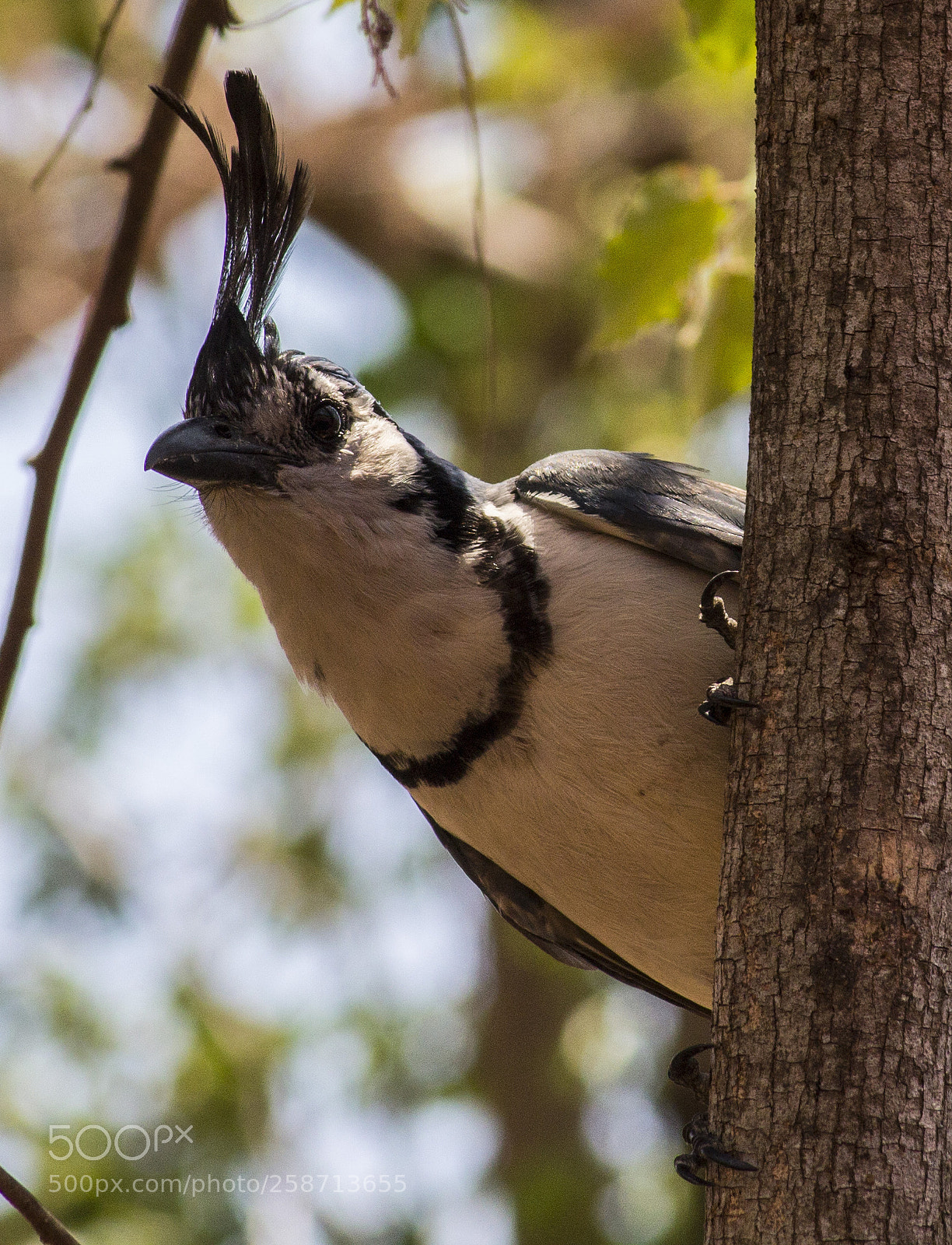 Canon EOS 1100D (EOS Rebel T3 / EOS Kiss X50) sample photo. Curious magpie jay photography