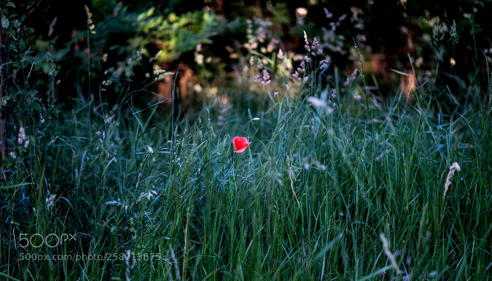 Sony a7 sample photo. Dsc photography