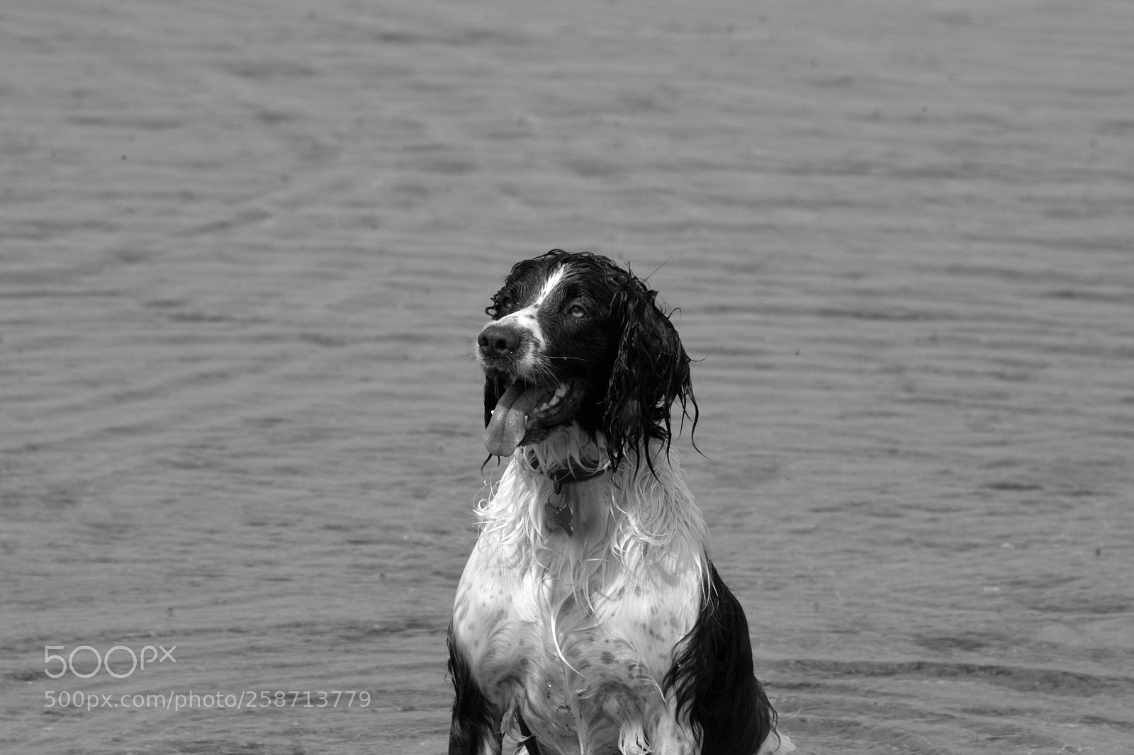 Nikon D7100 sample photo. Spaniel in water photography