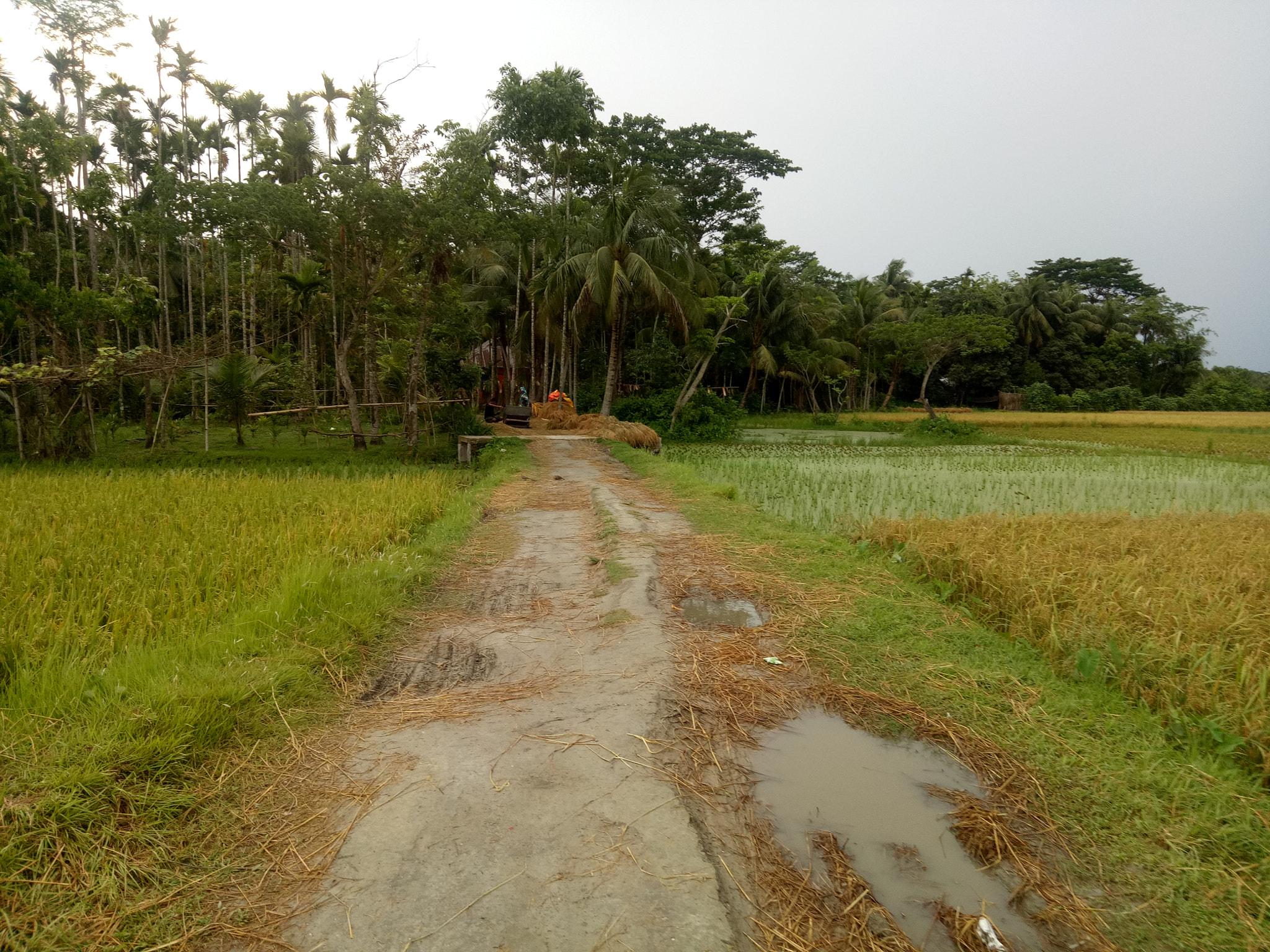 OPPO A1601 sample photo. Dhan khet.. rice field photography