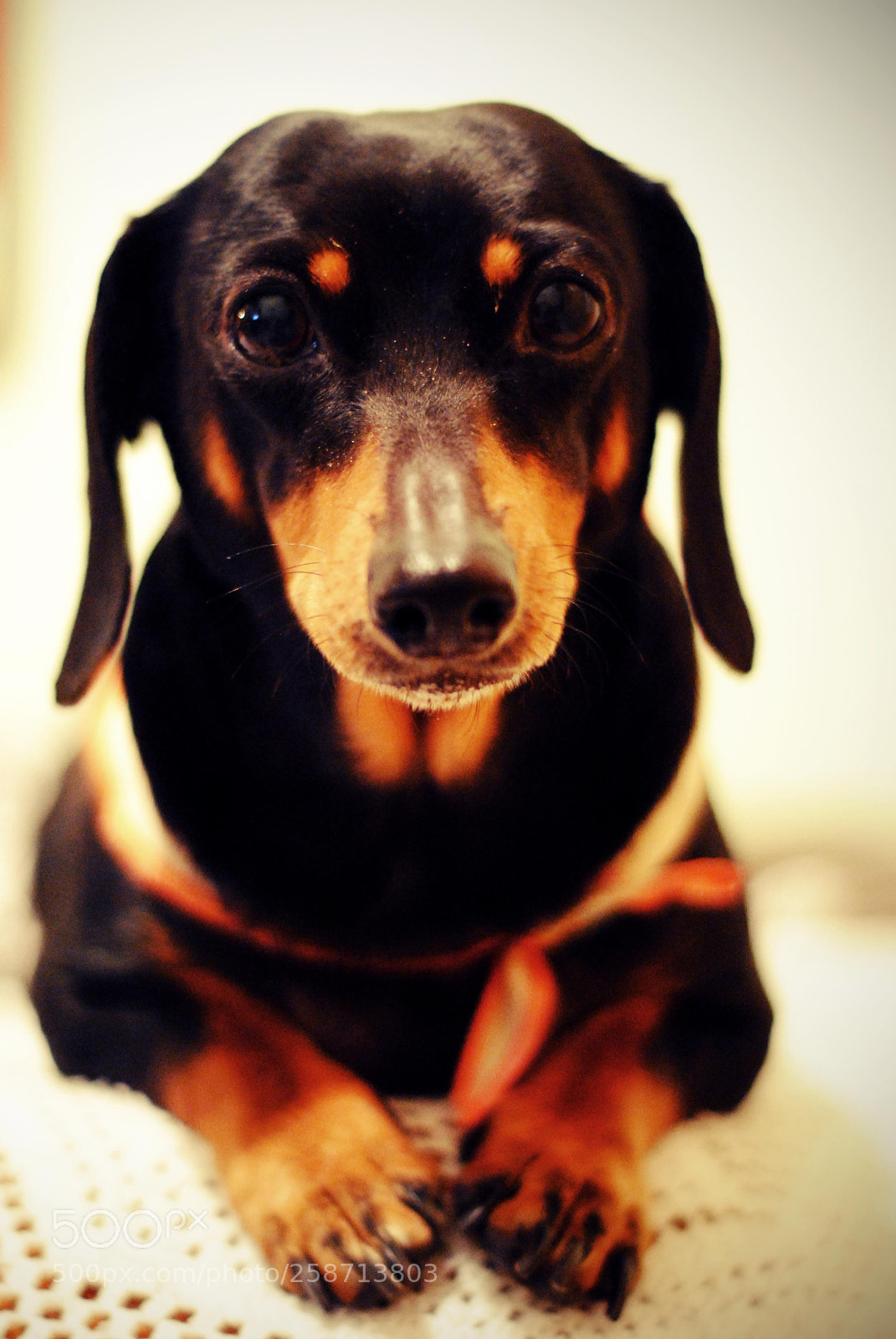 Nikon D3000 sample photo. Kiss photography