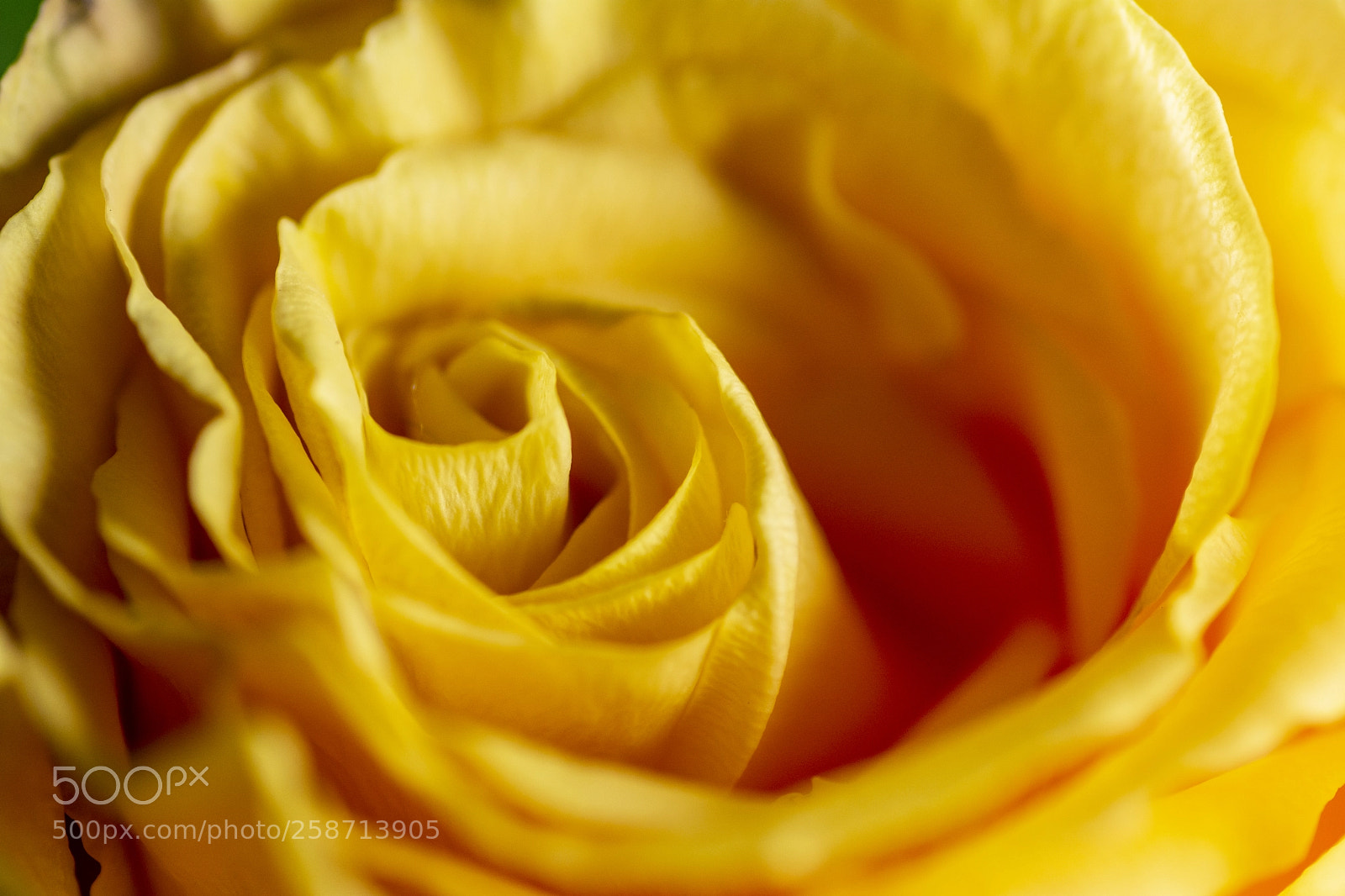Nikon D7100 sample photo. Rose photography