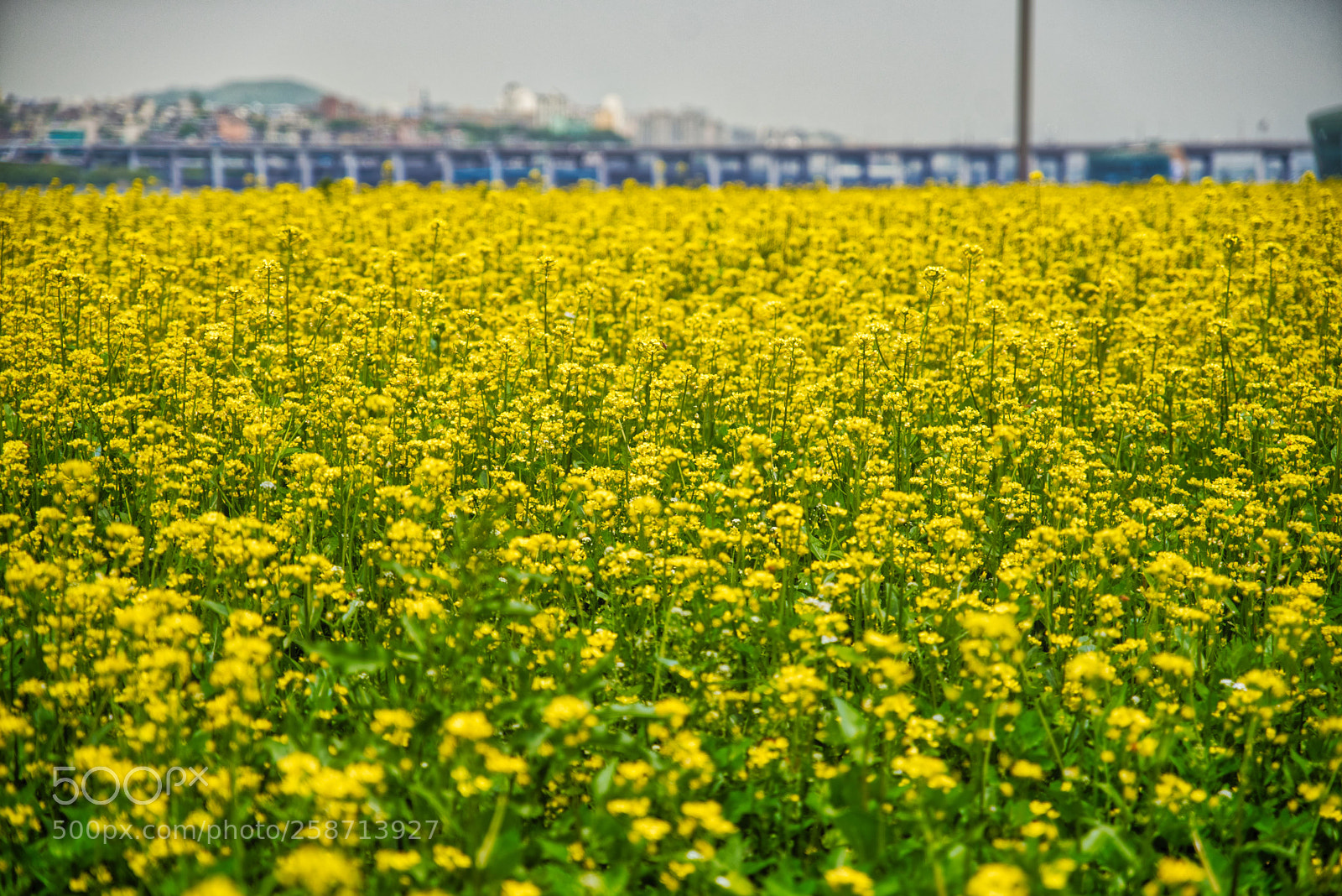 Nikon D750 sample photo. Yellow flower photography