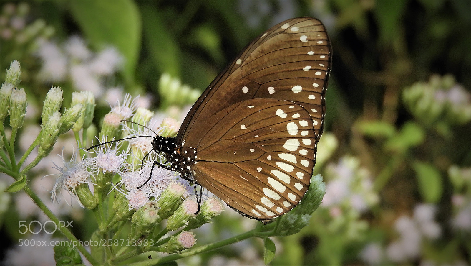 Nikon Coolpix B700 sample photo. Enjoying nectar photography