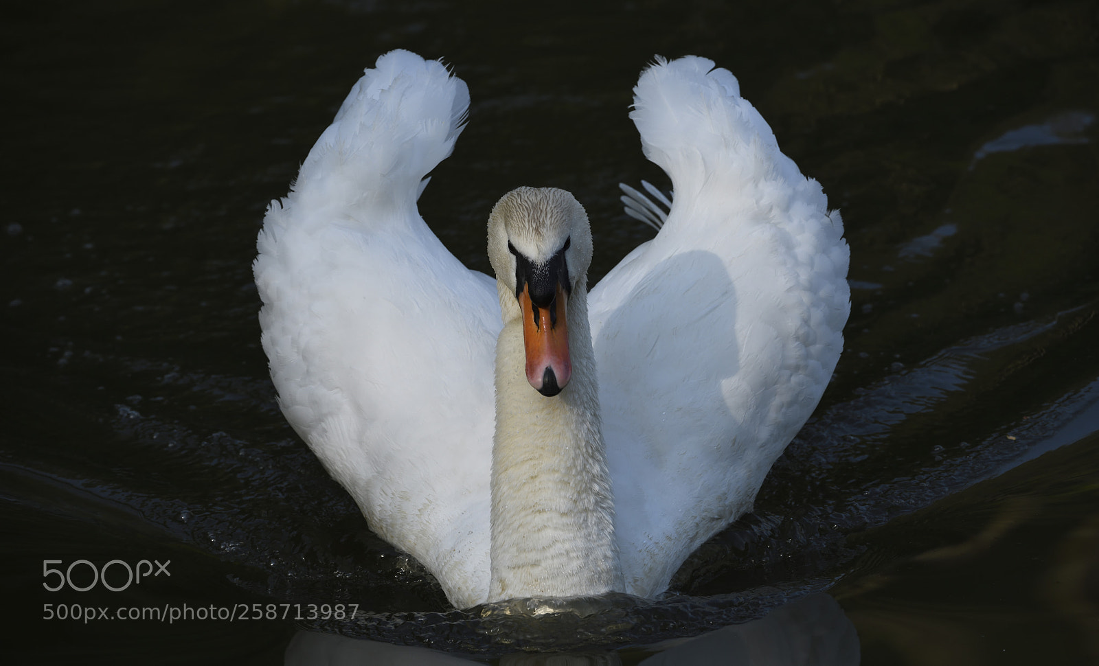 Nikon D850 sample photo. White swan swimming photography