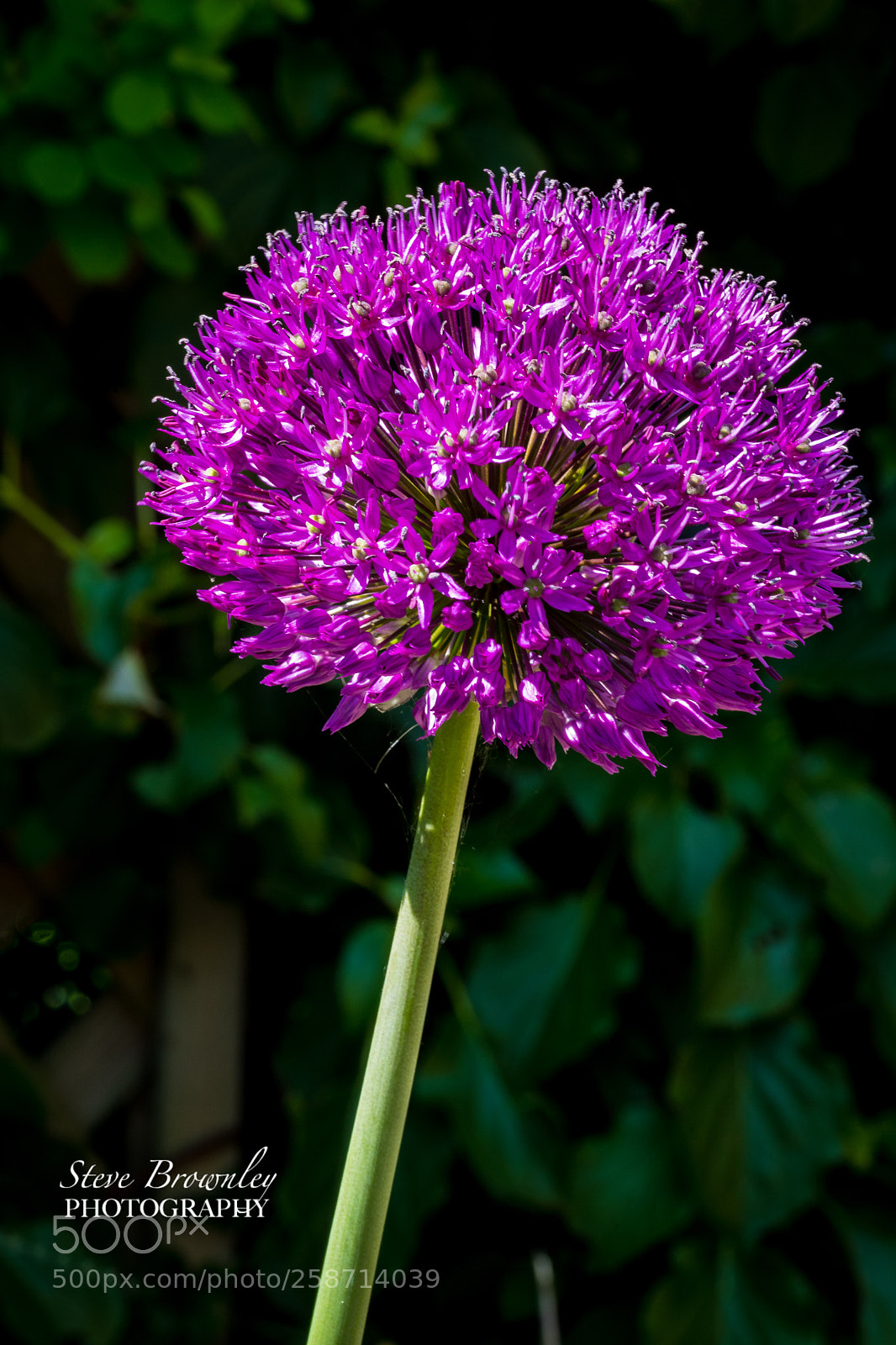 Nikon D5 sample photo. Allium photography