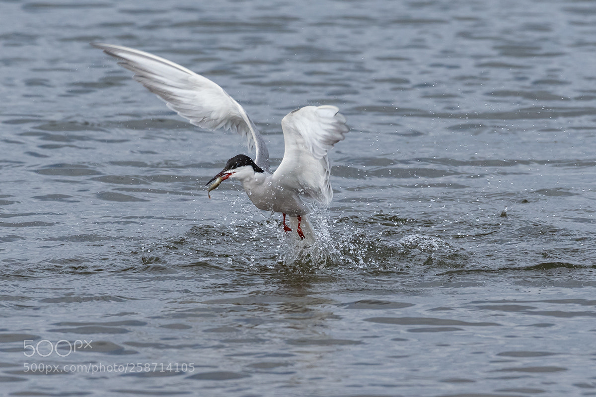 Nikon D500 sample photo. Common tern photography